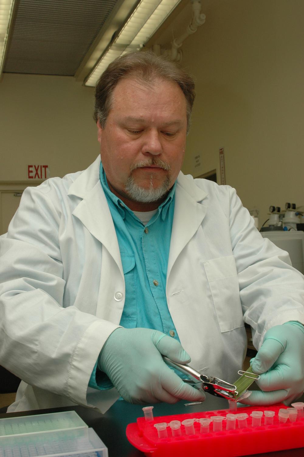 Walter Solomon clips rice leaf tissue from a historic rice breeding line as part of the DNA extraction process. (Photos by Robert H. Wells)