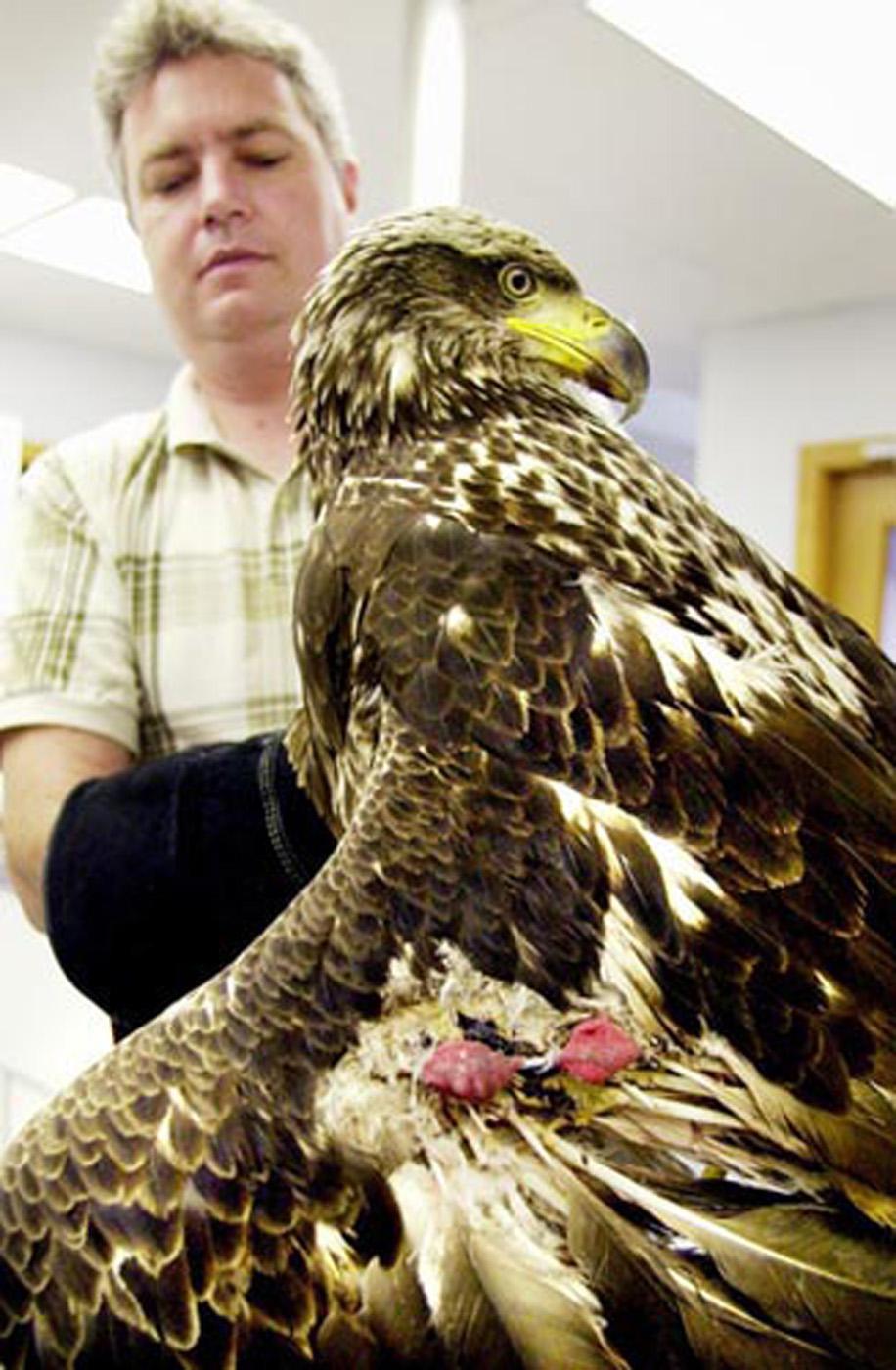 Dr. Joey Burt, a 1987 graduate of Mississippi State University's College of Veterinary Medicine and this year's Alumnus of the Year, treats an injured bald eagle that was brought into his practice in Ohio. The 4-year-old bird was found on a golf course and was released back in the same area after recovering from a wing injury. (Photo by Brandi Stafford/Cincinnati Ohio Enquirer)