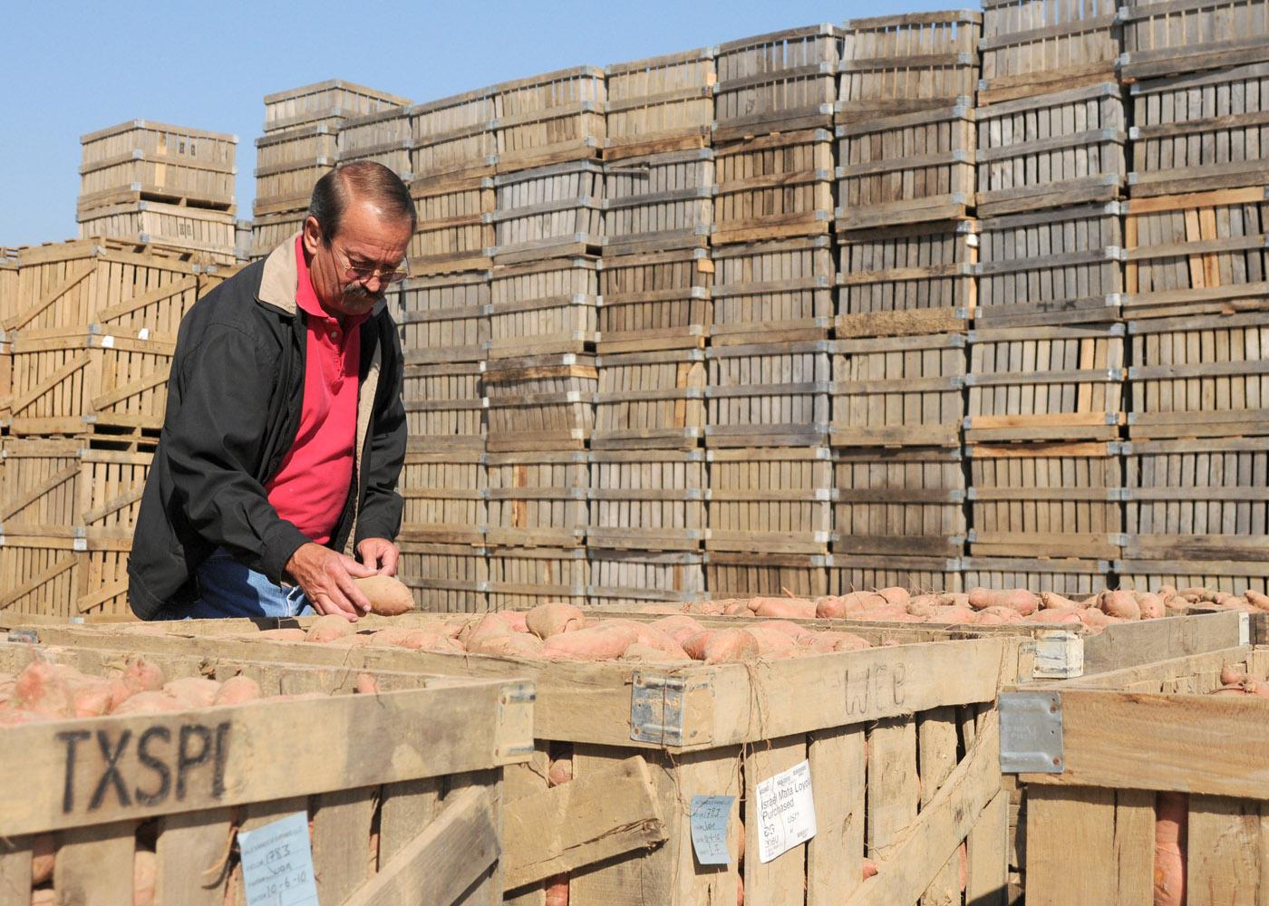 Bill Wooten, owner of Missiana Produce in Bruce, prepares sweet potatoes for shipment. He is using the MarketMaker program to help find new ways to market his products. (Photo by Kat Lawrence)