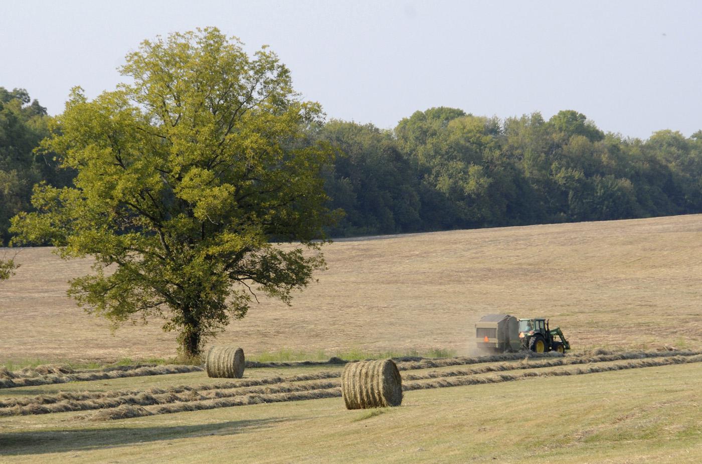 Hay production is a key component of a successful livestock producer's management plan. Forage management practices, including weed control and fertilizer use, will be part of the spring grazing school offered by MSU Extension Service. (Photo by Scott Corey)