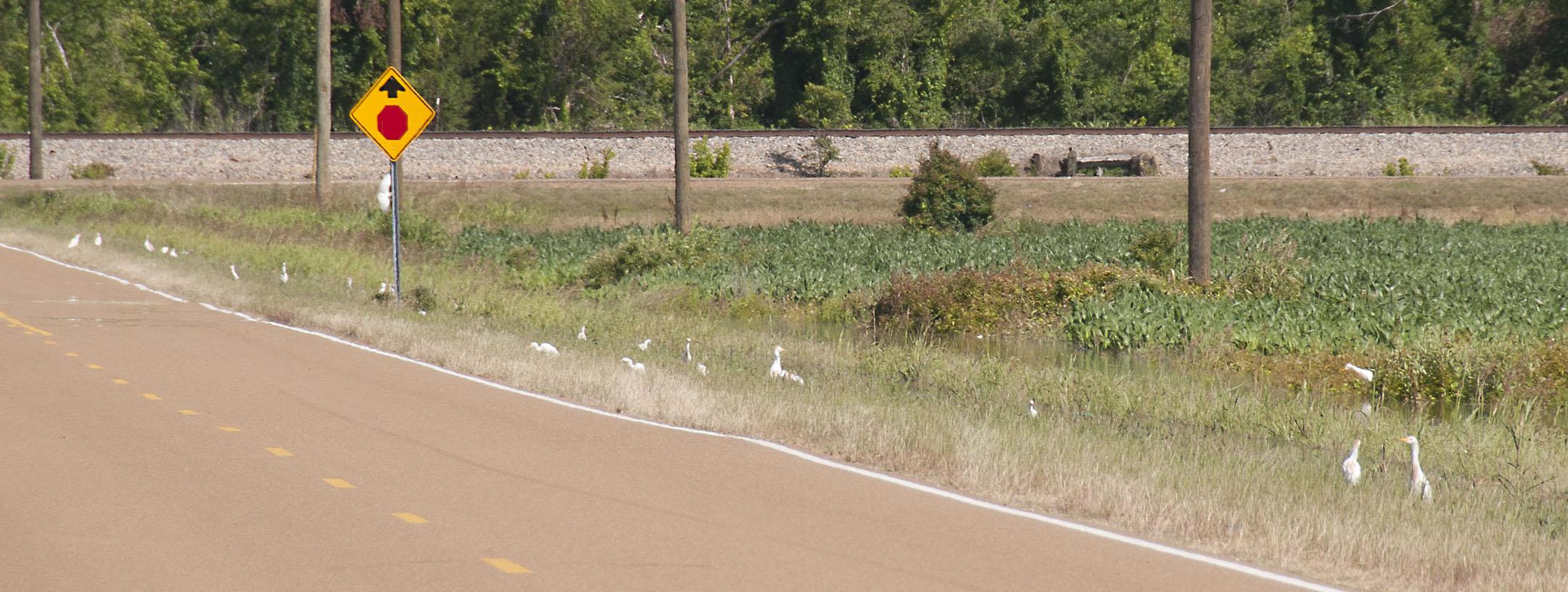 Ongoing river flooding is forcing wildlife to flee to higher ground, where their presence can cause problems for humans. These cattle egrets gathered for safety beside a flooded corn field in southern Yazoo County, nowhere near the cattle they normally accompany. (Photo by Scott Corey)