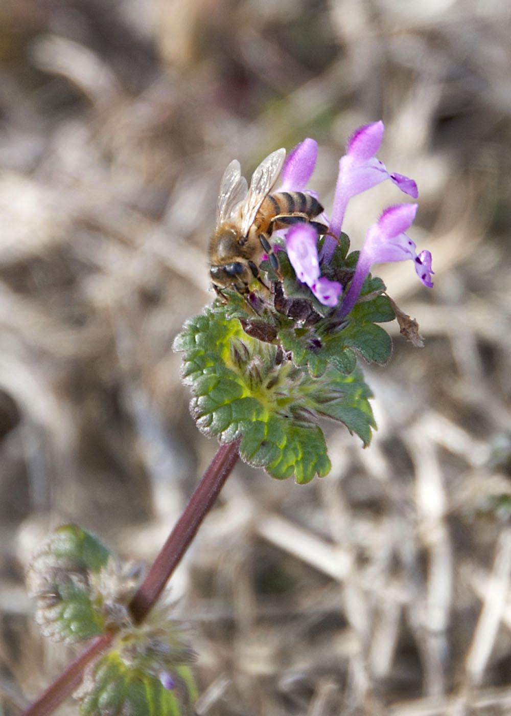 Honey bees forage on flowers, such as henbit, about a month earlier than usual due to warm winter temperatures. (Photo by Kat Lawrence)