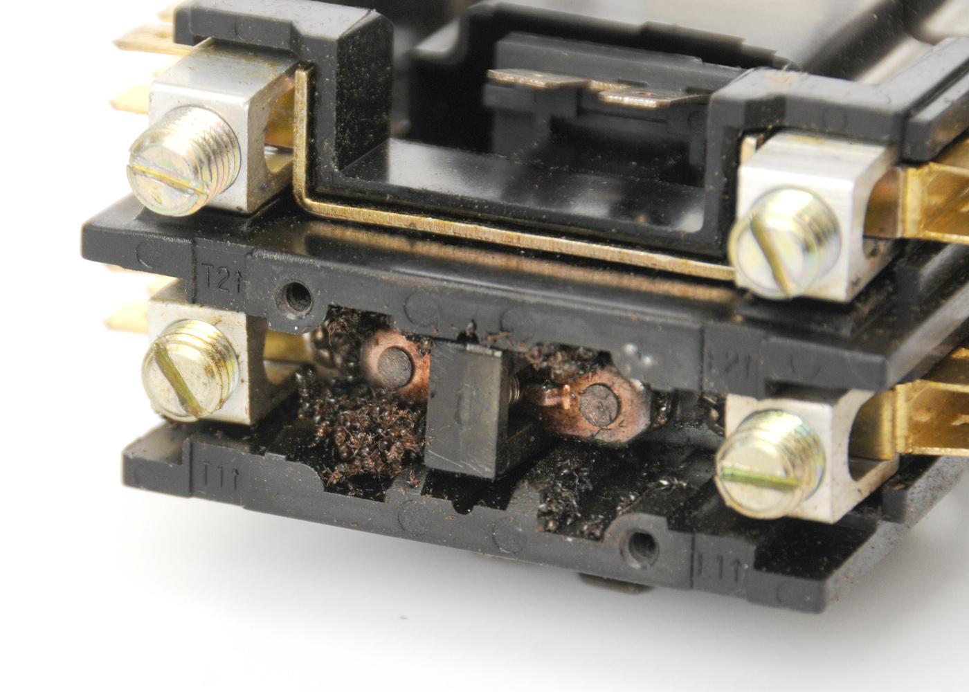 Certain ants sometimes congregate in electrical boxes, where they can cause shorts in electrical systems. These acrobat ants shorted out an electrical connector and disabled a home air conditioner. (Photo by MSU Ag Communications/Scott Corey)