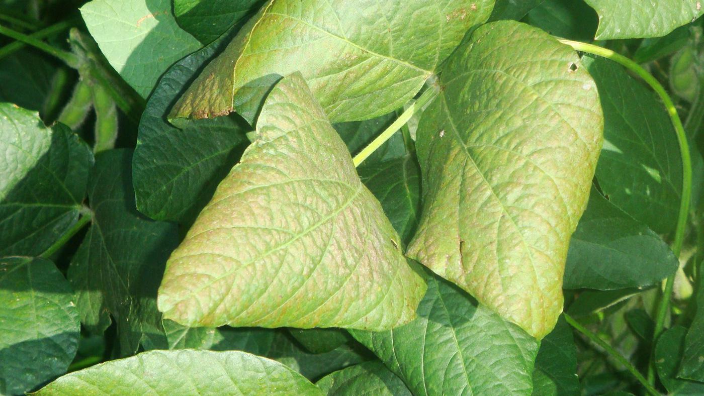 Mississippi State University scientists at the Delta Research and Extension Center in Stoneville are trying to identify soybean varieties resistant to purple leaf blight, a disease that can reduce yields by more than 20 bushels per acre. (Photo by Mississippi Agricultural and Forestry Experiment Station/Rebekah Ray)