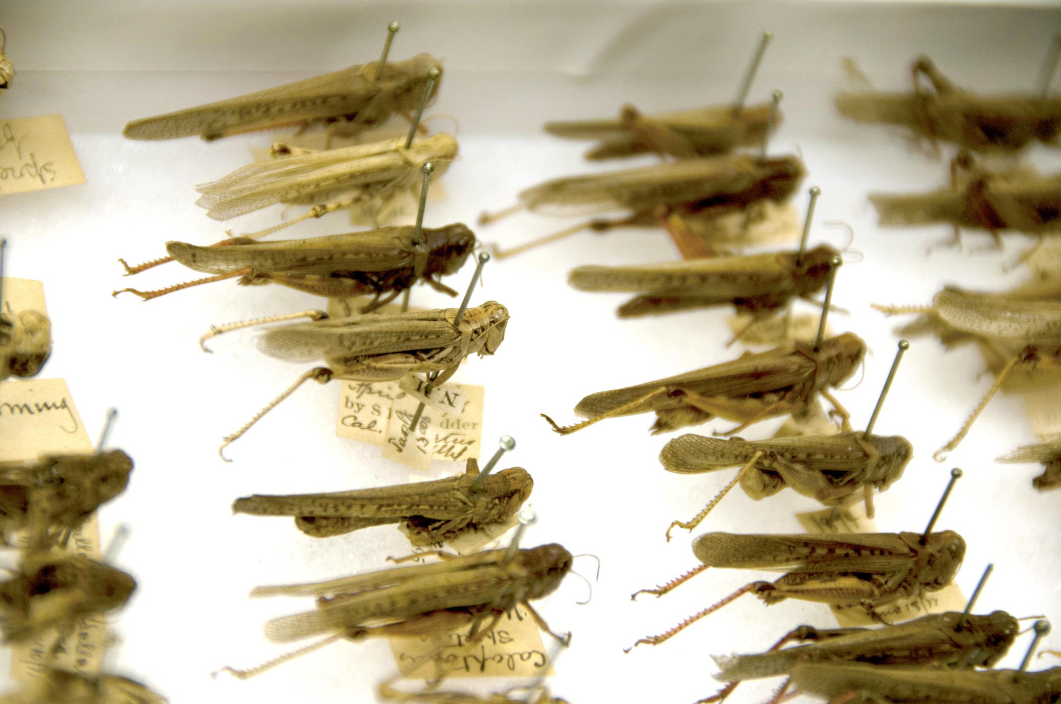 Mississippi State University has 32,000 grasshoppers on loan from the Smithsonian Institution. Many of the specimens are more than 100 years old and have hand-written identification tags. (Photo by MSU Ag Communications/Kat Lawrence)