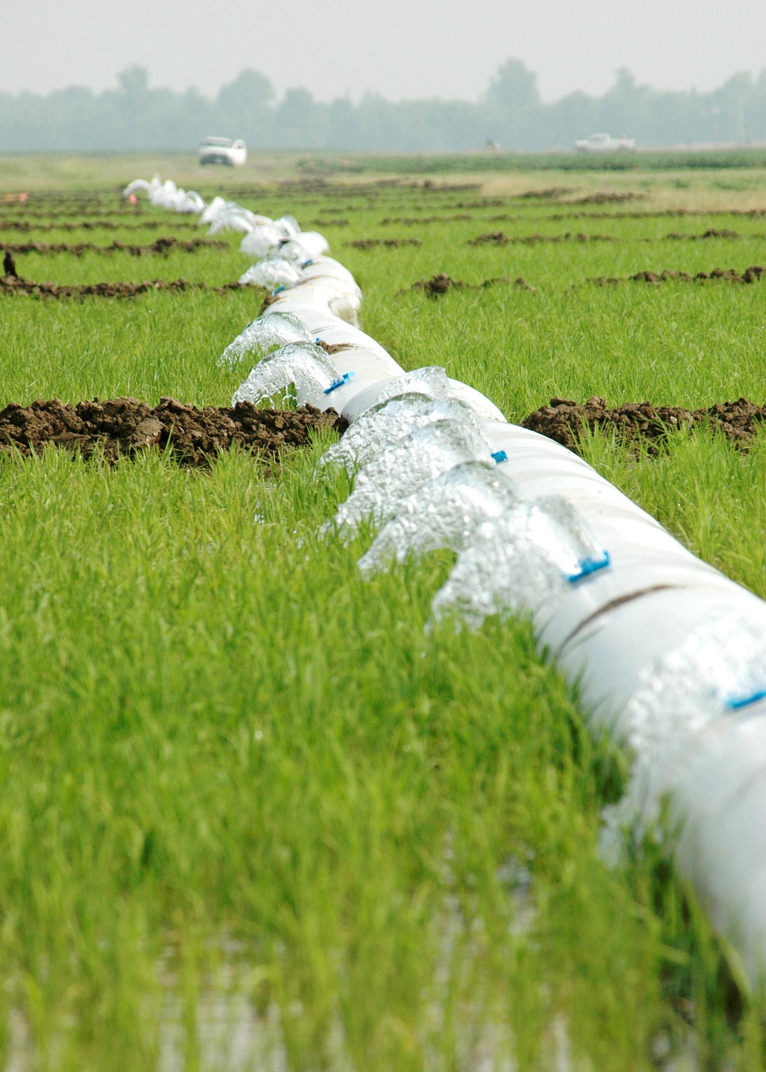 Mississippi State University researchers found an increase in rainfall capture when rice producers maintain a less-than-full flood, a management decision that reduces water and energy use without impacting rice quality or yield. (Photo by DREC Communications/Rebekah Ray)