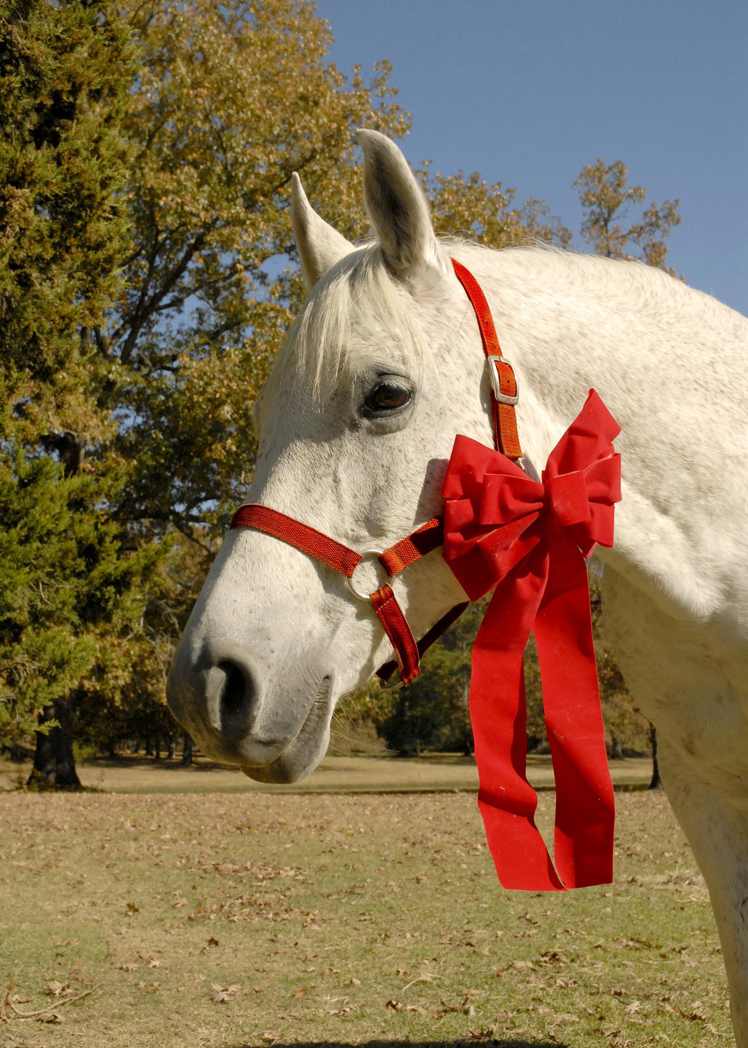 A horse can be a magical gift, but a first-time owner needs to learn about the work and money involved with this beautiful, long-term companion. (Photo by MSU Ag Communications/Linda Breazeale)