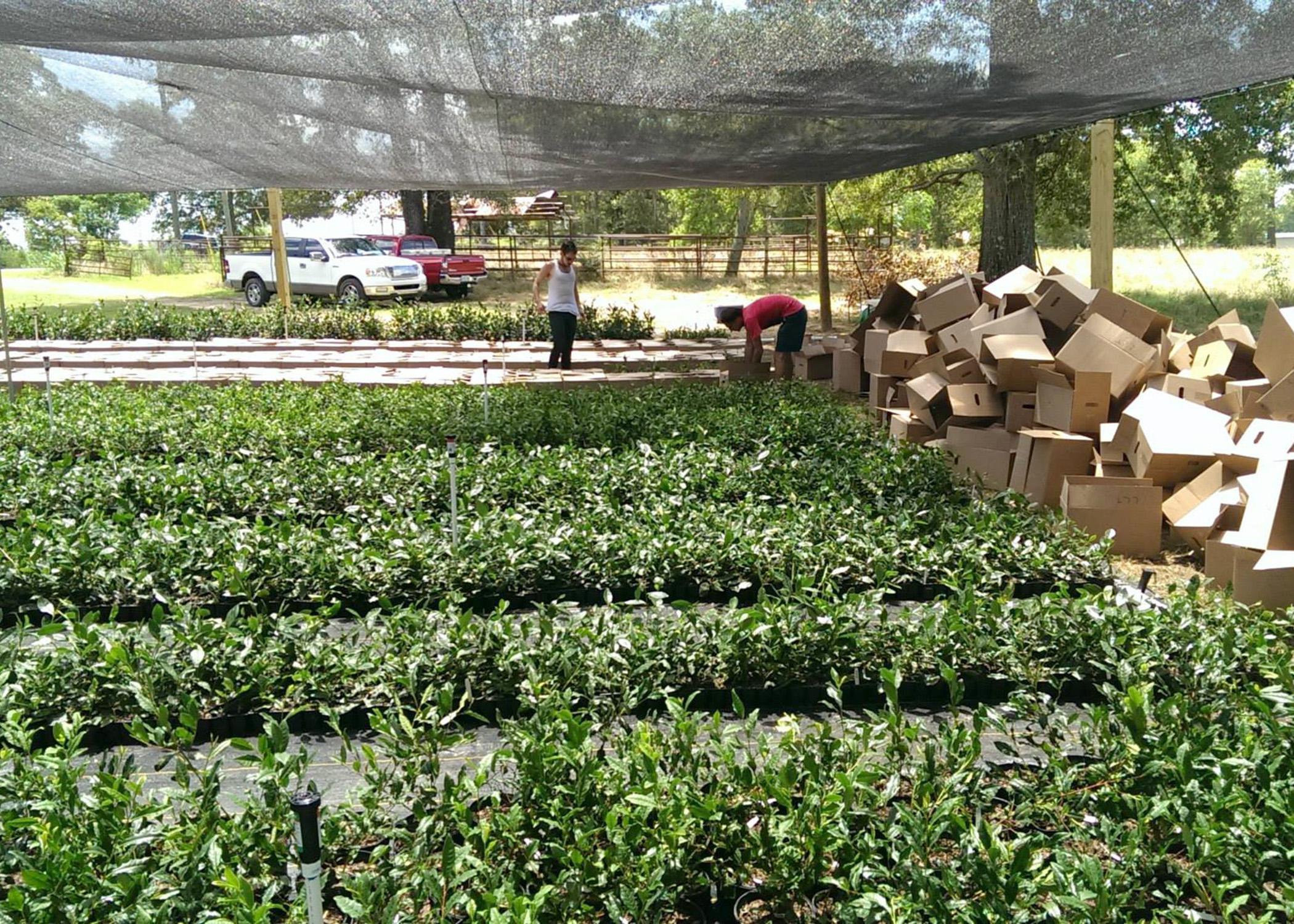 Timothy Gipson, right, and a volunteer unbox some of the 30,000 tea plants delivered to the The Great Mississippi Tea Company on June 17, 2014, in Brookhaven, Mississippi. The 260 seedlings planted in October thrived through the wet, cold winter and spring. (Photo by Jason McDonald)