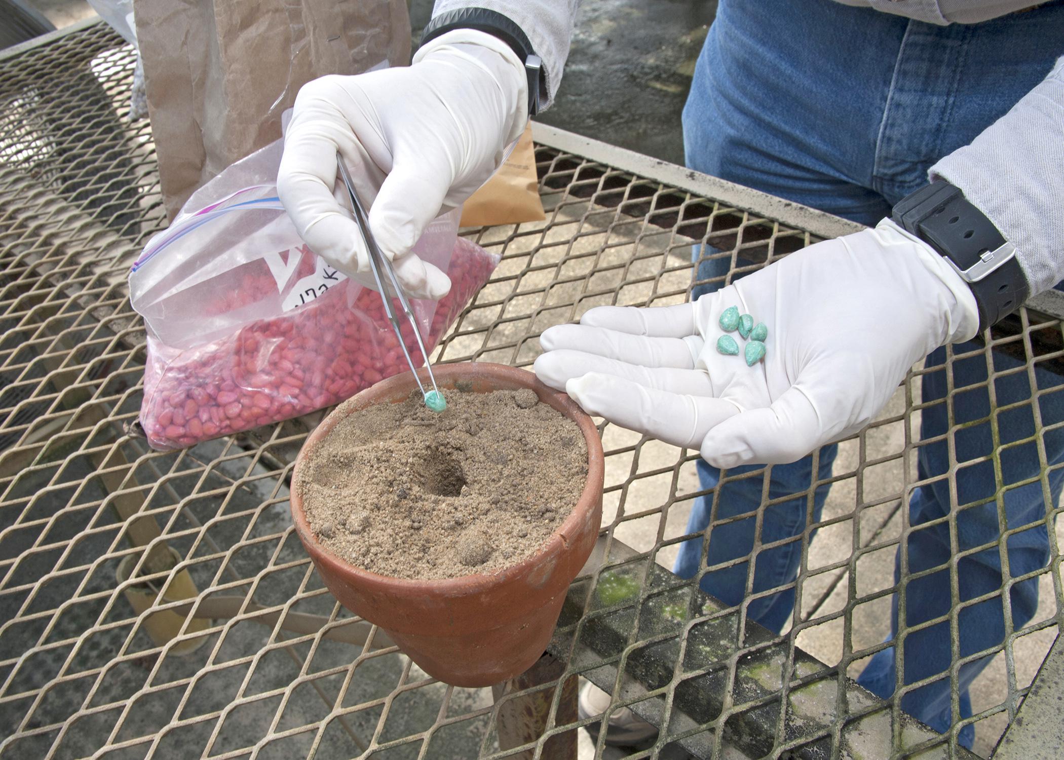 Mississippi State University performs tests and accumulates data on numerous seed varieties each year to help farmers in their planting decisions. These corn seeds were being planted in an MSU lab on Nov. 18, 2014. (Photo by MSU Ag Communications/Kat Lawrence)