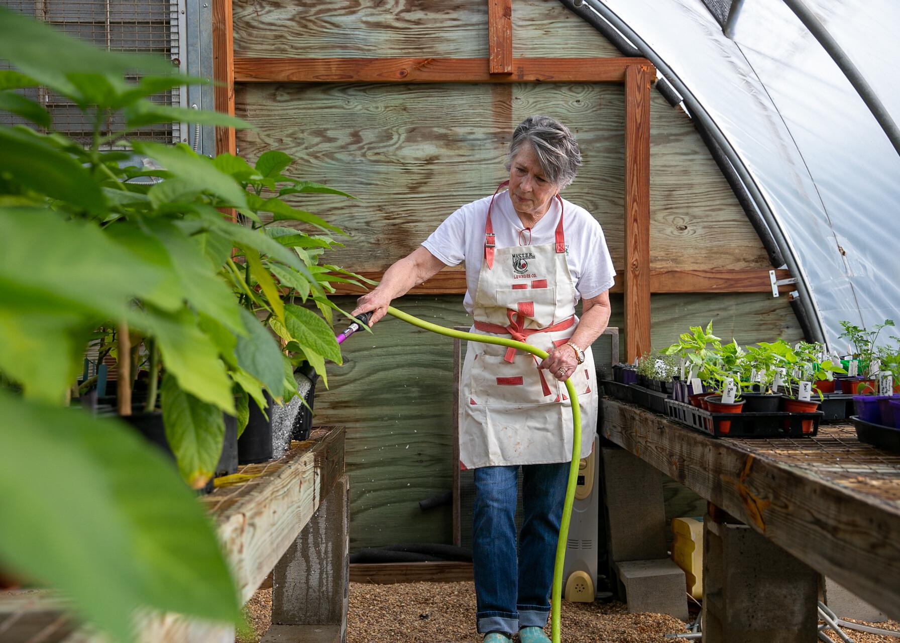 Woman in a greenhouse watering plants.