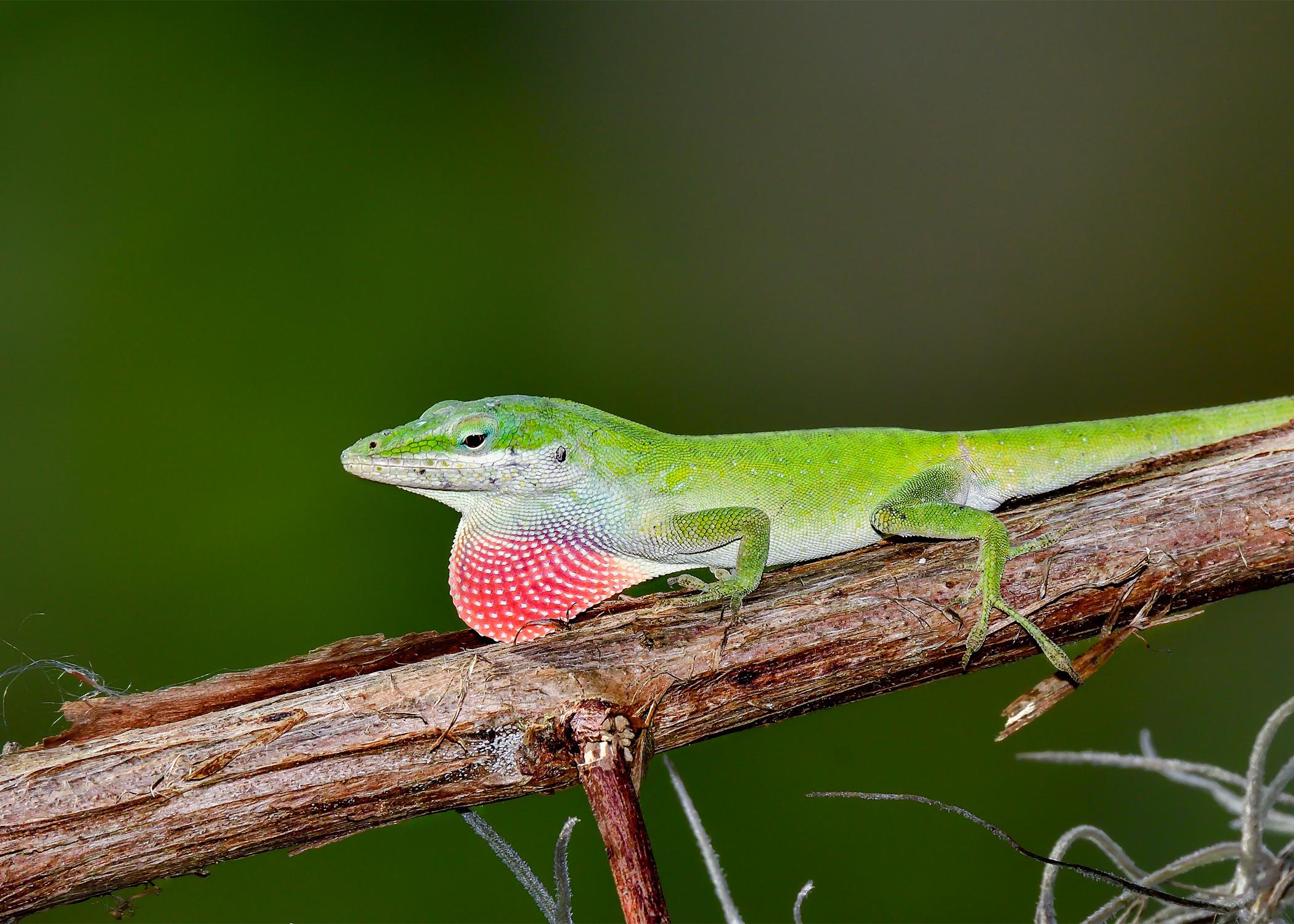 green Carolina anole