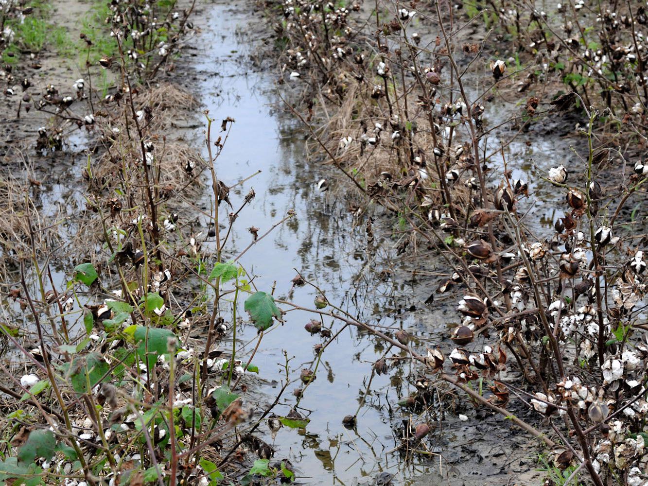 Non-stop rains since harvest began have cost Mississippi producers an estimated $371 million. These cotton plants stand wasting in a rain-saturated field on Mississippi State University's R.R. Foil Plant Science Research Facility. (Photo by Scott Corey)