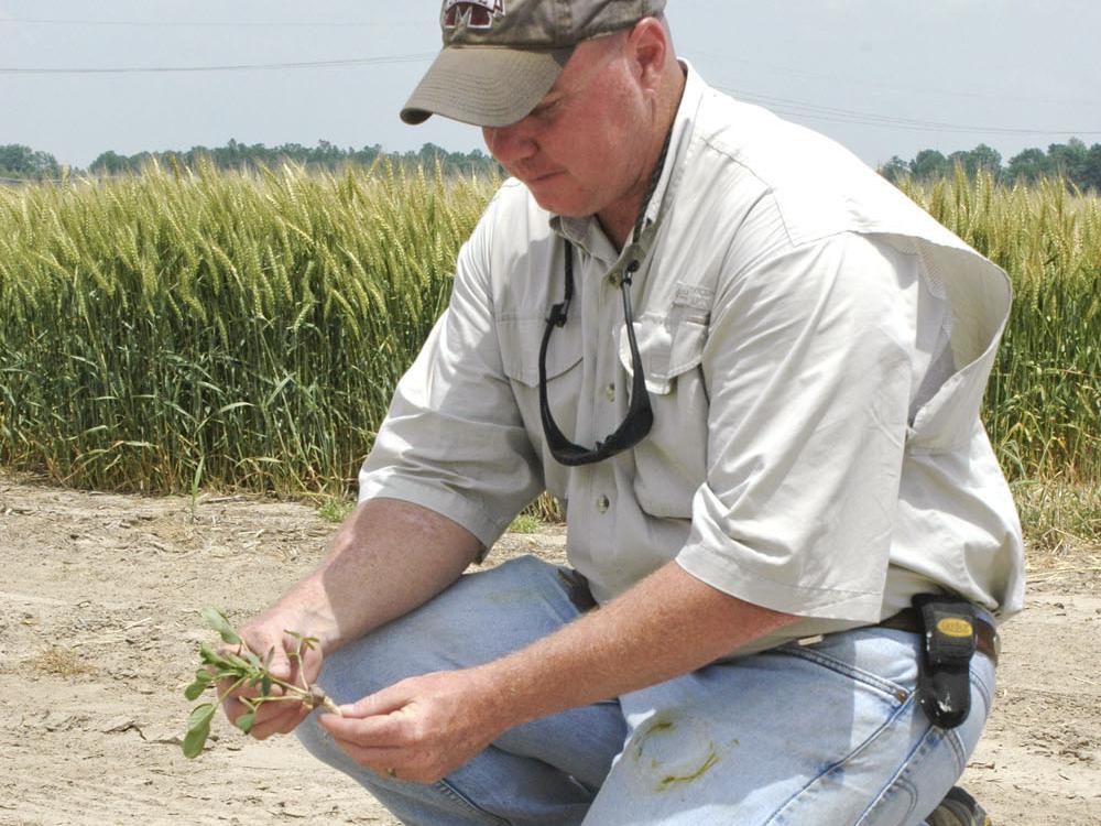 Jeff Gore, assistant research professor at Mississippi State University's Delta Research and Extension Center in Stoneville, checks the root development on a research plot of peanuts planted on April 20. (Photo by Rebekah Ray)