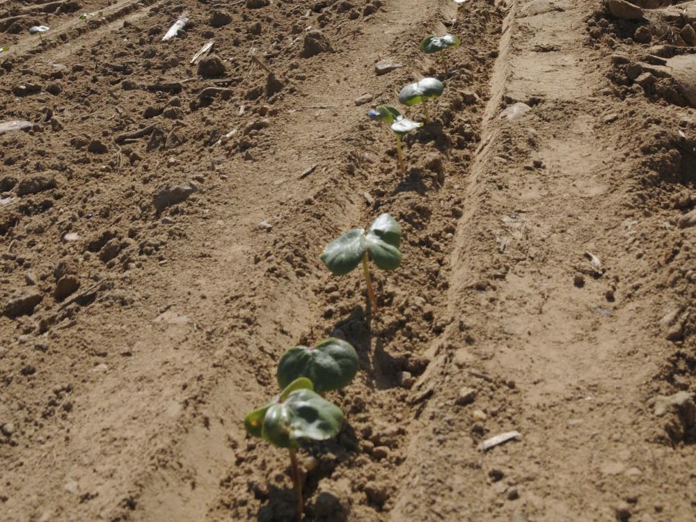 Mississippi's cotton crop was planted later than usual and faced a variety of challenges early in the growing season. (Photo by Scott Corey)