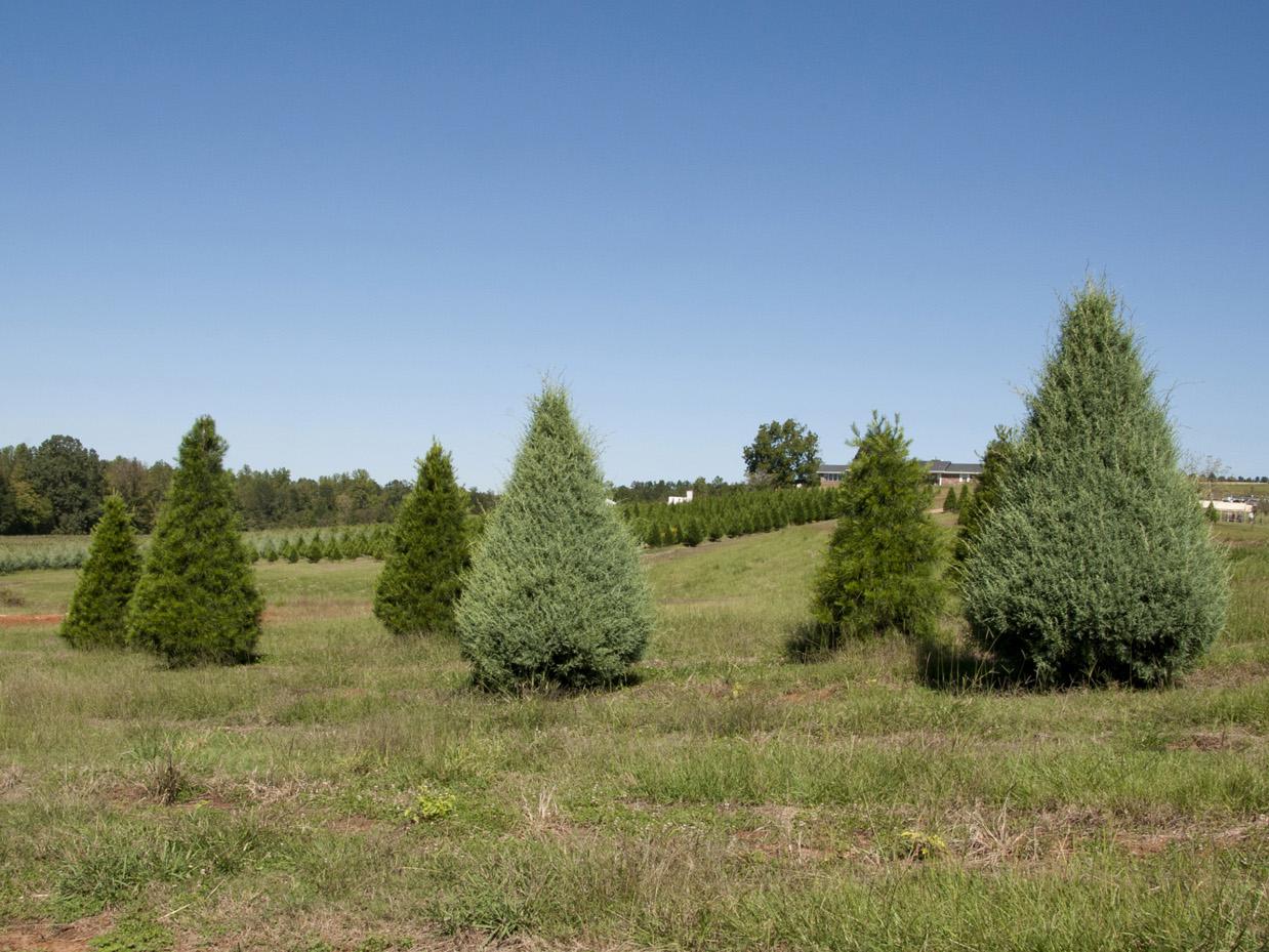 It takes four years to grow Mississippi Christmas trees to the popular 6 to 8 feet tall size. About 900 trees can be grown per acre, such as these growing in Chunky on the Lazy Acres Plantation. (Photo by Kat Lawrence)