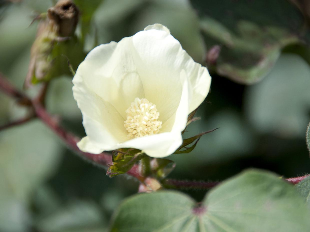 Mississippi's cotton crop is looking good two to three weeks ahead of schedule, with 91 percent of the fields setting bolls. (Photo by MSU Ag Communications/Kat Lawrence)