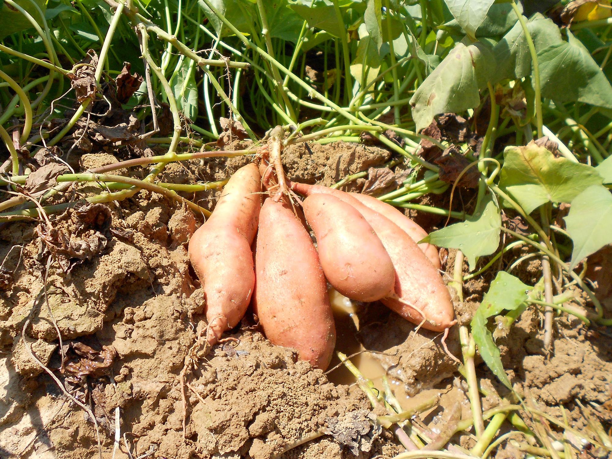 Mississippi's 2012 sweet potato crop should be slightly above average. These Beauregard sweet potatoes grew at White and Allen Farms in Calhoun County. (Photo by Mississippi Sweet Potato Council/Benny Graves)