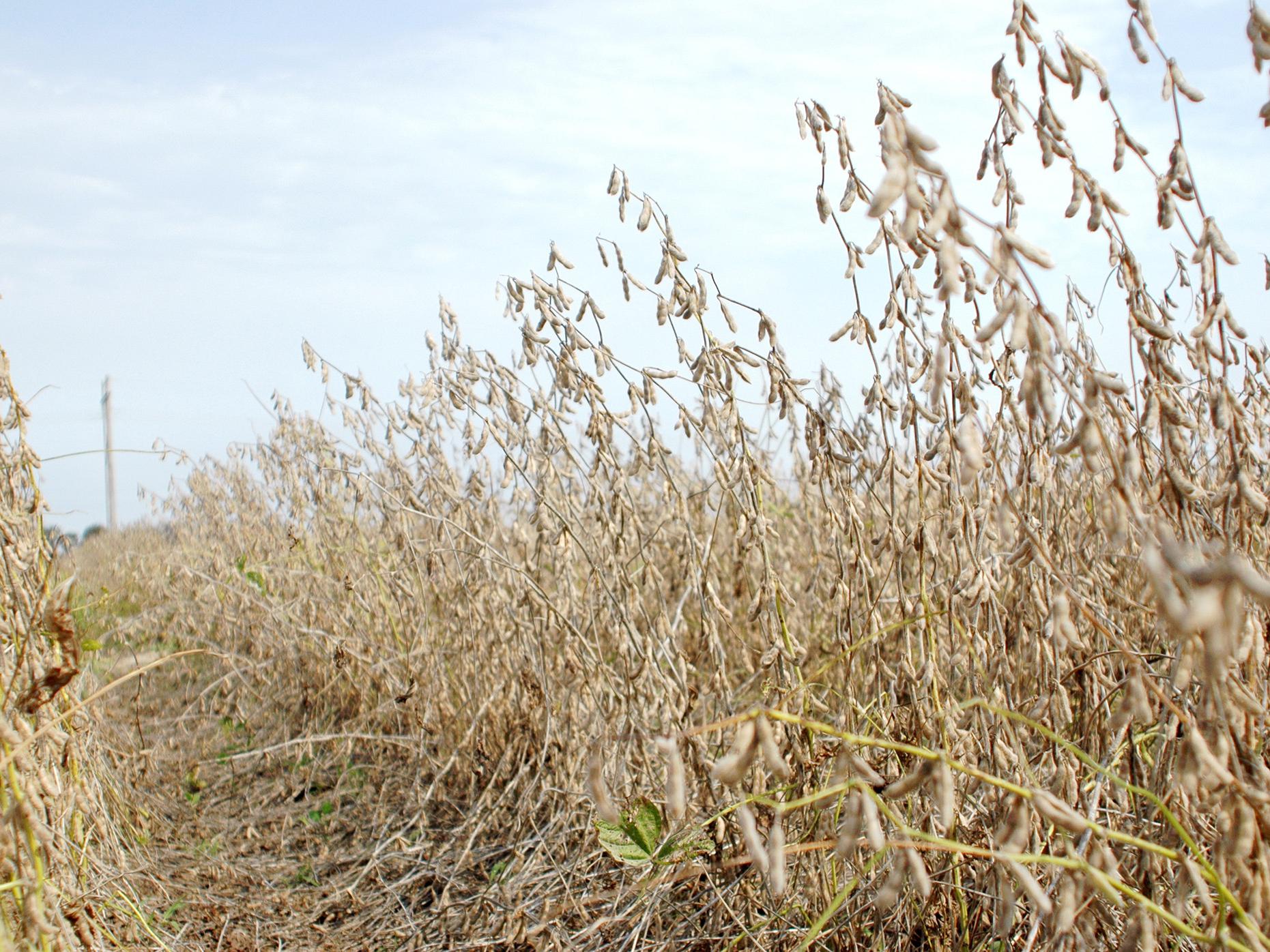 The majority of the state's soybeans, such as these at Mississippi State University's Delta Research and Extension Center in Stoneville, were harvested before heavy rains Sept. 30 halted work. (Photo by DREC Communications/ Rebekah Ray)