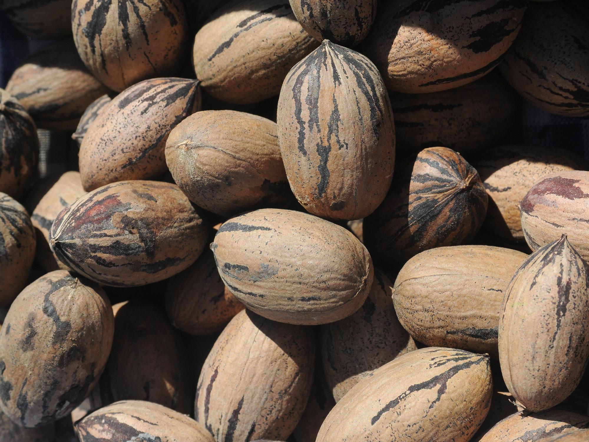 After 2011's bumper pecan crop of 5 million pounds, this year's predicted 2.5 million-pound harvest is more in line with historical averages. (Photo by MSU Ag Communications/Kat Lawrence)