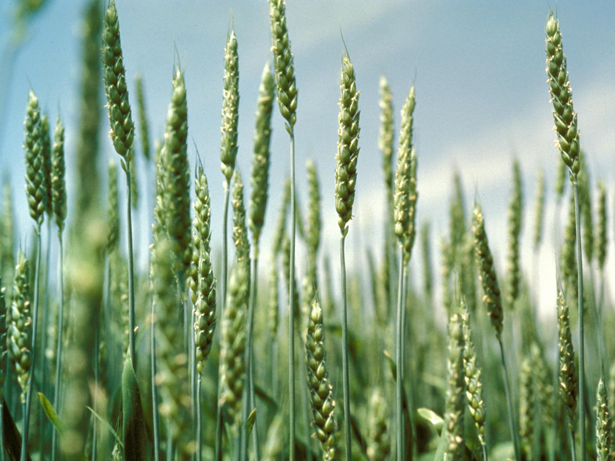 Nearly one-third of Mississippi's winter wheat crop was planted by Nov. 1. Good prices have increased wheat acres in the state. (File photo by MSU Ag Communications)