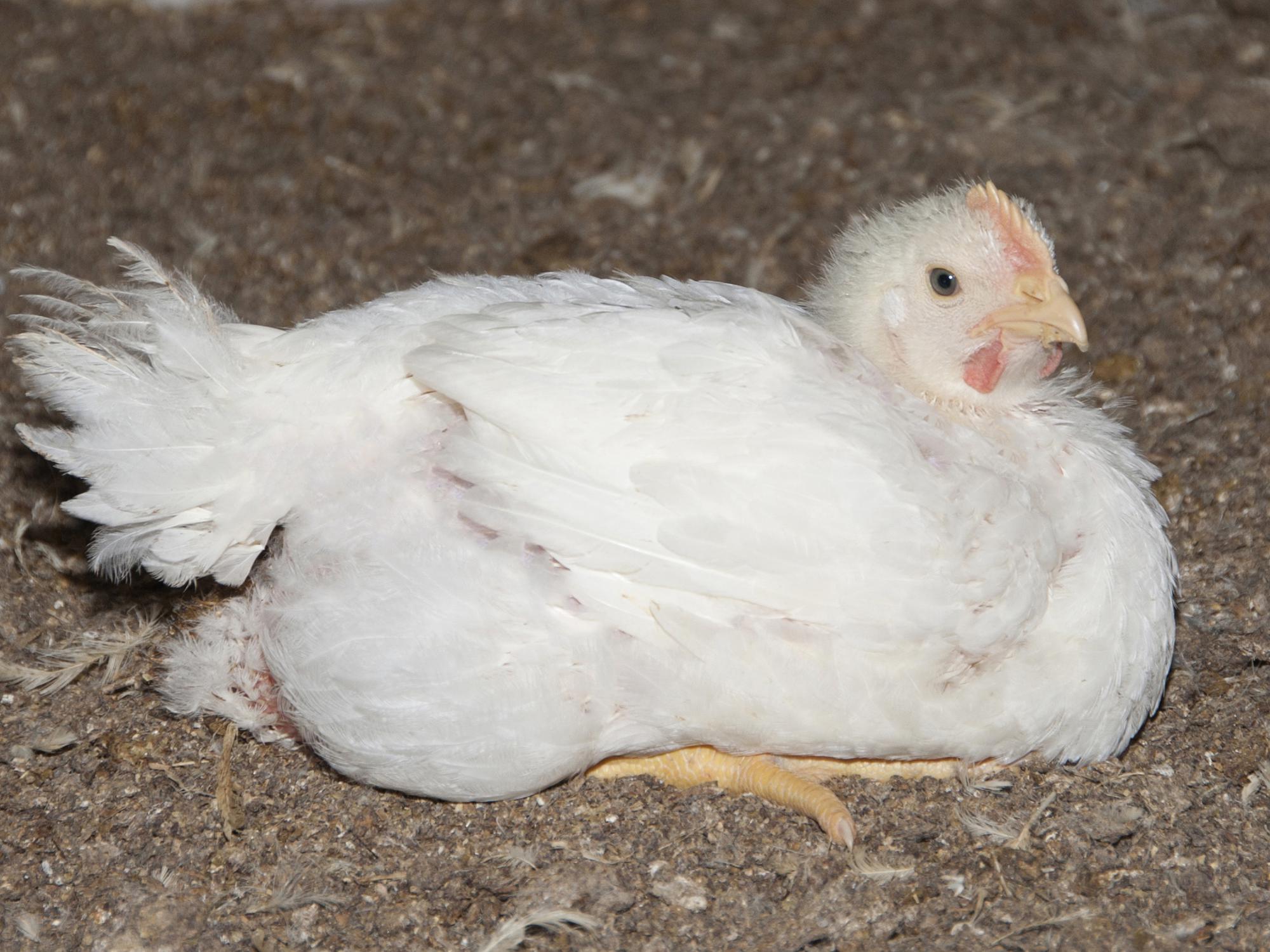 This 5-week-old broiler is approaching market weight in a commercial research house at the H.H. Leveck Animal Research Center, commonly called South Farm, at Mississippi State University on March 20, 2013. Mississippi has grown more than 205 million birds in the first 14 weeks of the year. (Photo by MSU Ag Communications/Kat Lawrence)