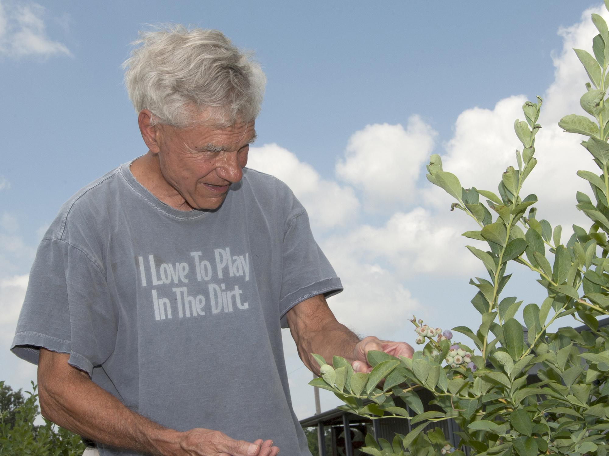 Blueberry grower George Traicoff examines some of his DeSoto County acreage on June 12, 2013. Cooler spring temperatures delayed his crop on the Nesbit Blueberry Plantation, which will open to the public about June 25. (Photo by MSU Ag Communications/Kat Lawrence)