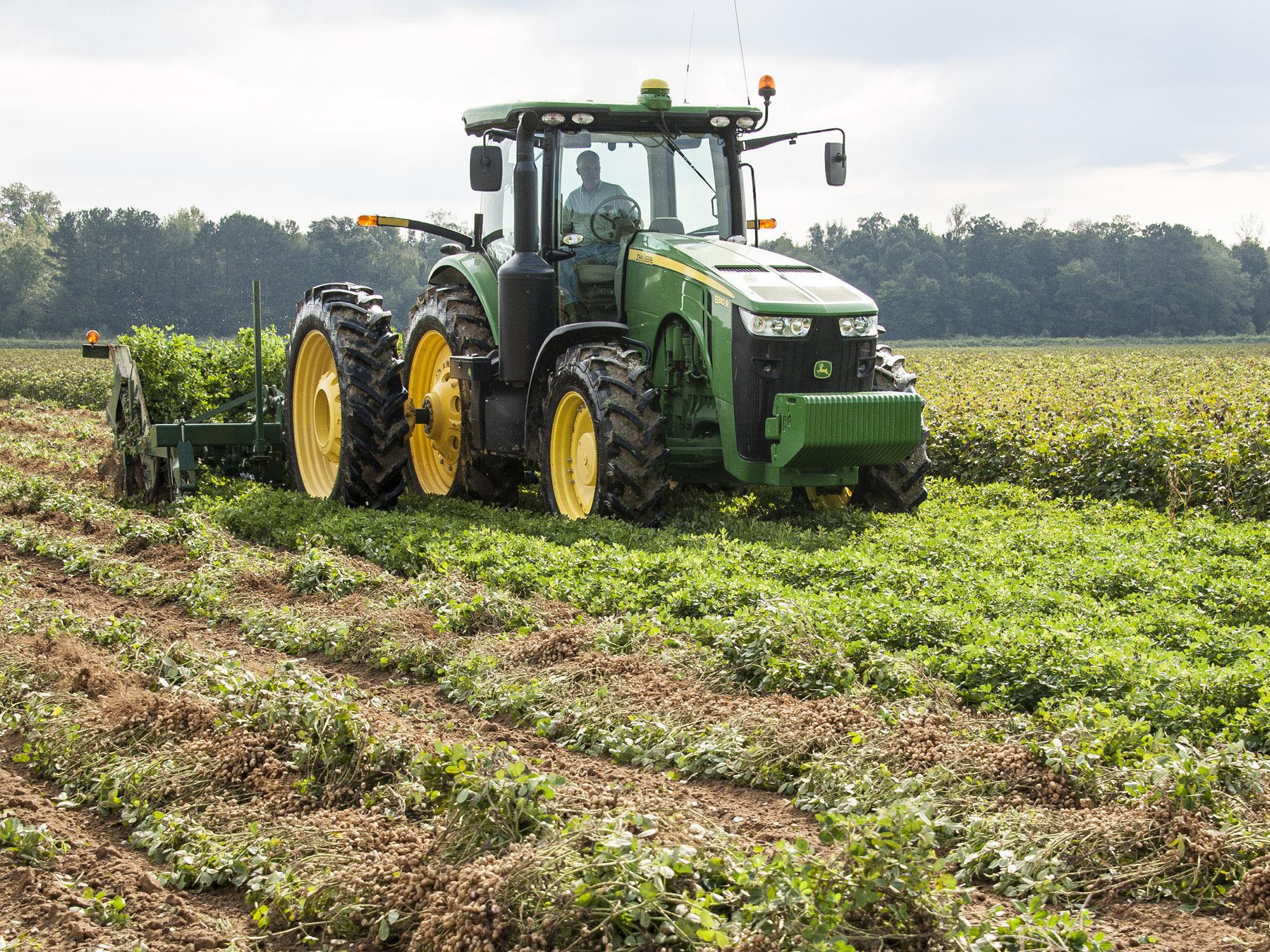 Greg Norton uses an inverter to dig peanuts out of the ground Friday, Oct. 11, 2013, at his farm in Monroe County, Miss. Cool, wet mornings are slowing peanut harvests across the state. (Photo by MSU Ag Communications/Scott Corey)