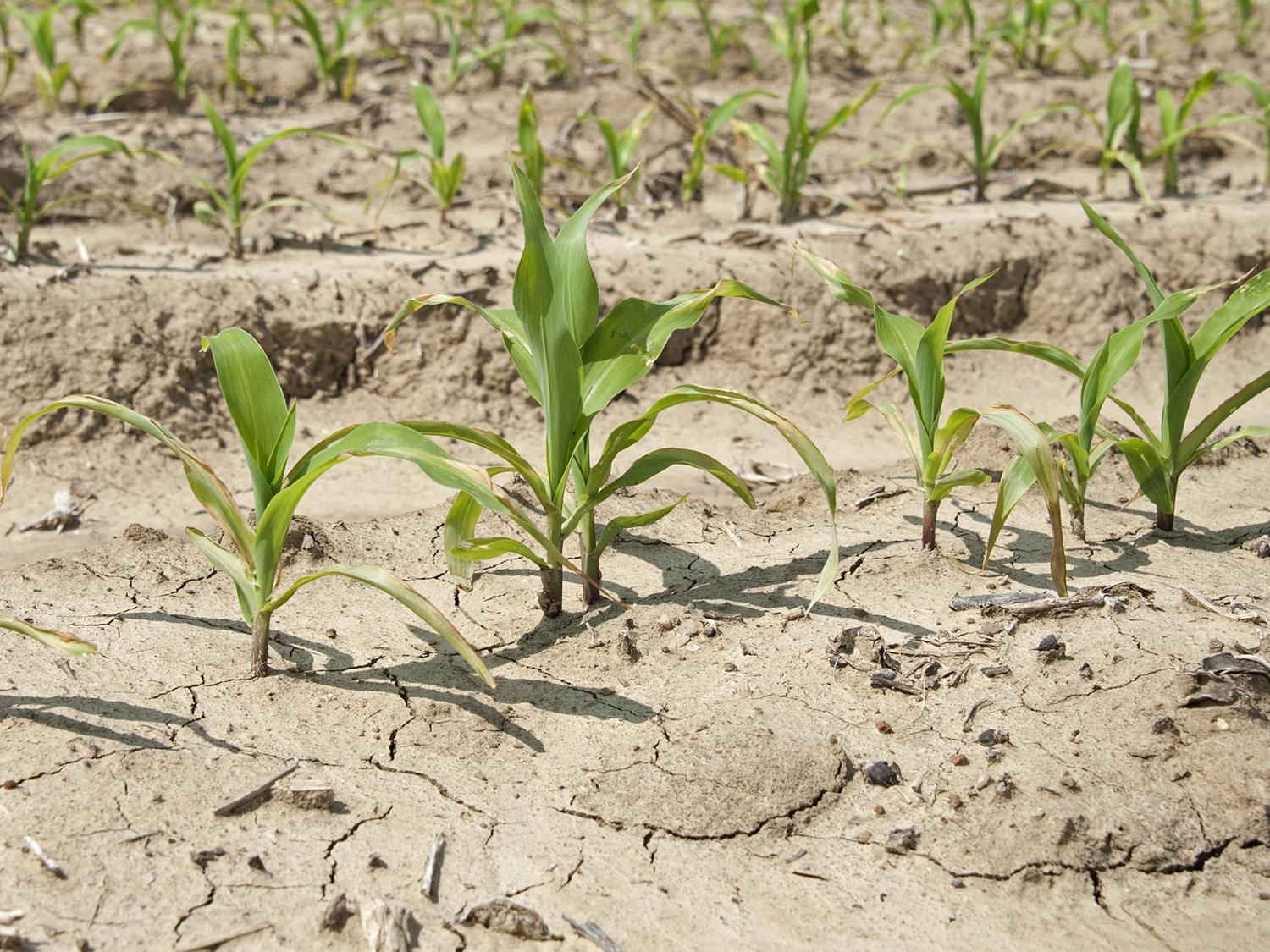 Frequent rains are putting much of Mississippi's corn planting about two weeks behind schedule. This corn was planted March 14 and was growing on the Mississippi State University R.R. Foil Plant Science Research Center in Starkville, Mississippi, on April 21, 2014. (Photo by MSU Ag Communications/Kat Lawrence)