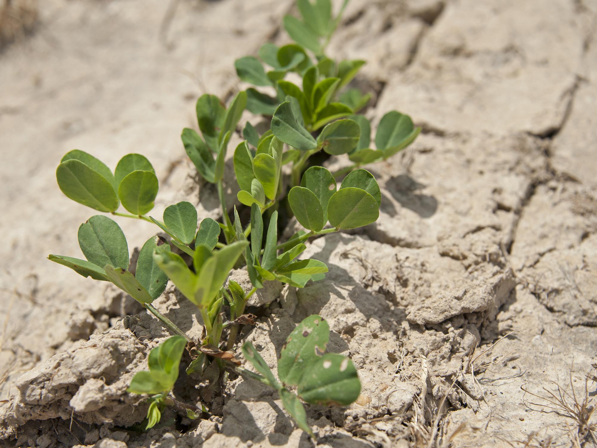 Peanut plants are coming up in this Leflore County field on May 22, 2014. Warm, sunny days at the beginning of the growing season helped Mississippi producers get most of their crop planted by mid-May. (Photo by MSU Ag Communications/Kat Lawrence)