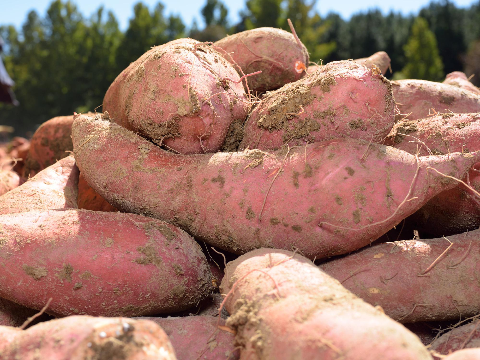 With sweet potato harvest halfway done in Mississippi, growers are finding a beautiful but small crop. (Photo by MSU Ag Communications/ Kevin Hudson)