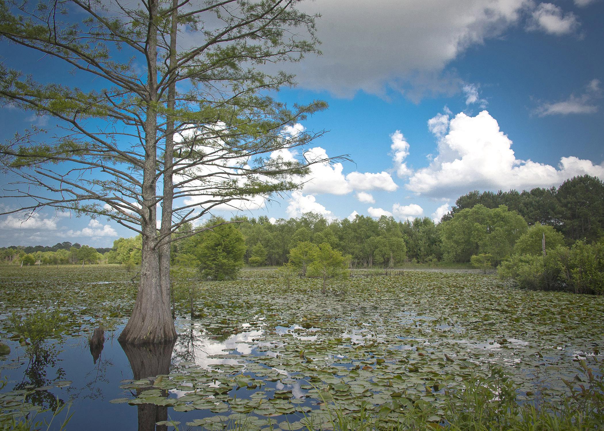 Pond plants are an important part of the food chain and oxygen cycle in ponds and lakes, such as these at Bluff Lake at the Sam D. Hamilton Noxubee National Wildlife Refuge on June 16, 2014. (Photo by MSU Ag Communications/Kevin Hudson)