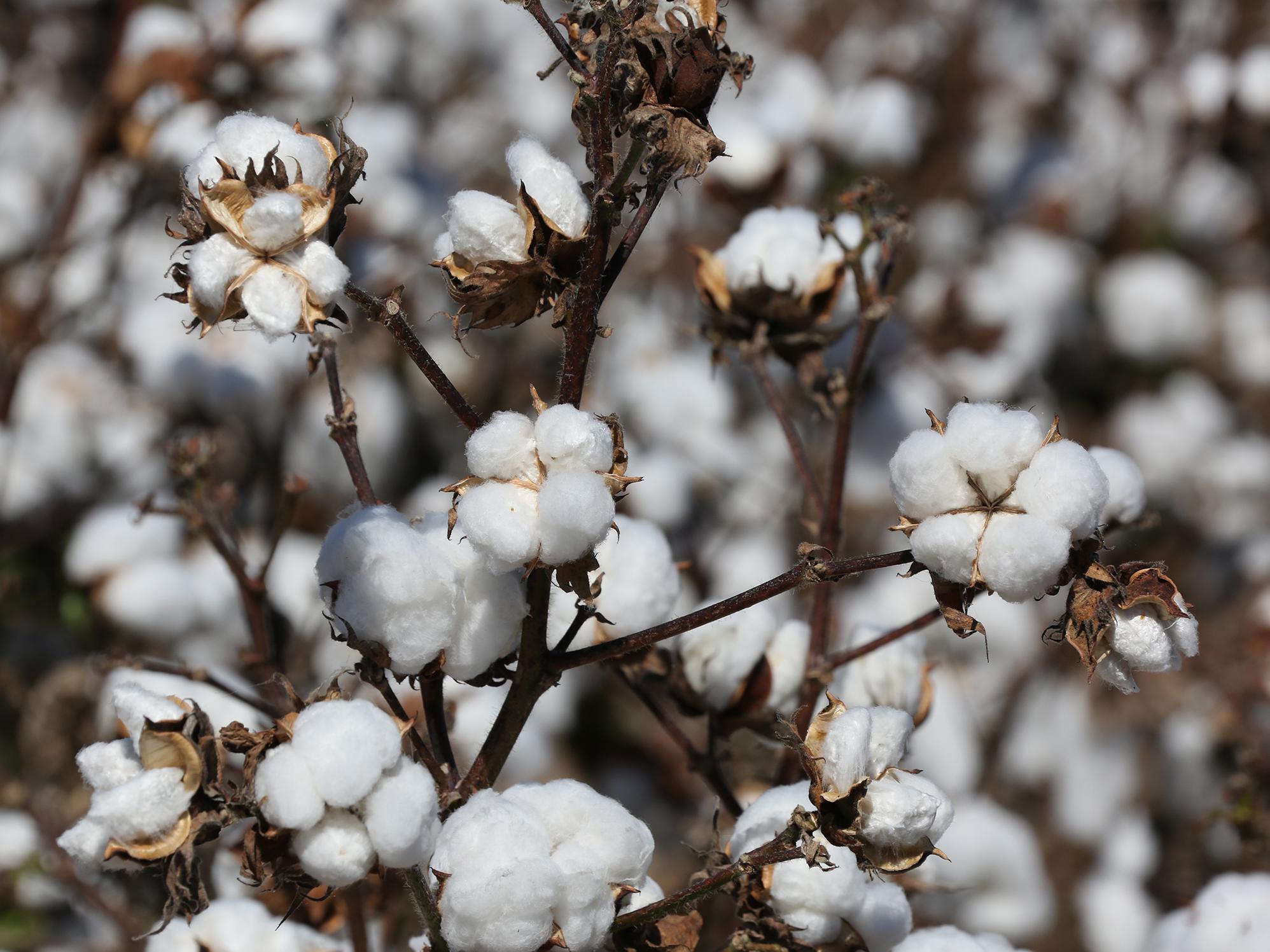 Defoliated cotton plants are ready for harvest.