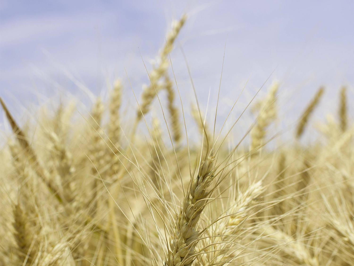 Mississippi growers harvested just 40,000 acres of wheat in 2017 -- well below the average of about 200,000 acres -- but they saw good yields despite a challenging growing season. (Photo by MSU Extension Service/Kevin Hudson)