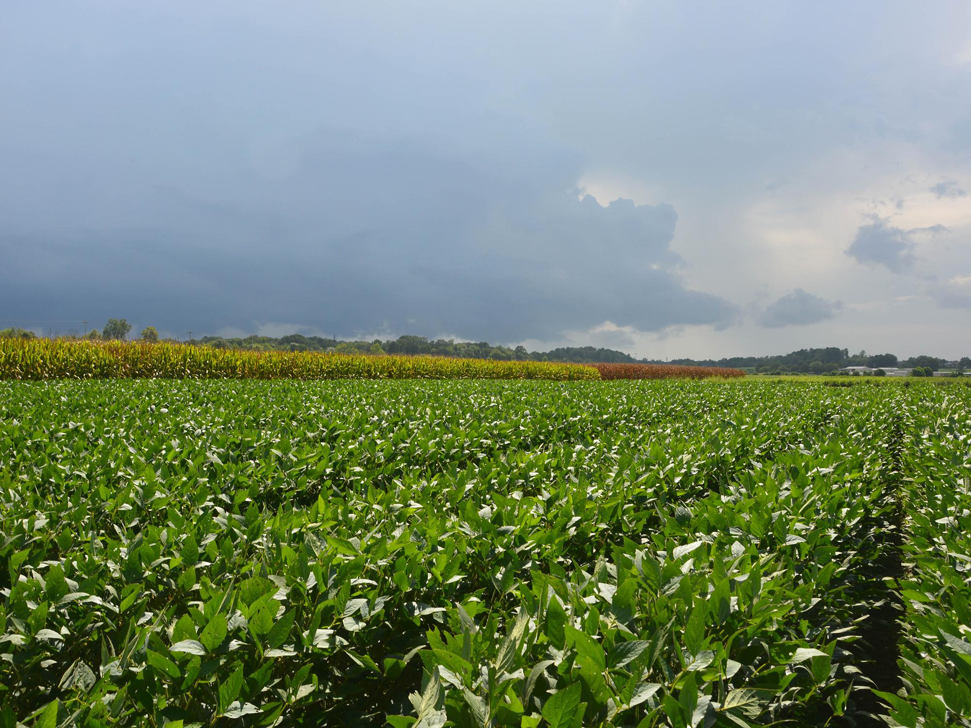 Dark clouds move toward Mississippi State University soybean and corn plots at the R.R. Foil Plant Science Research Center in Starkville, Mississippi, on Aug. 17, 2017. (Photo by MSU Extension Service/Linda Breazeale)