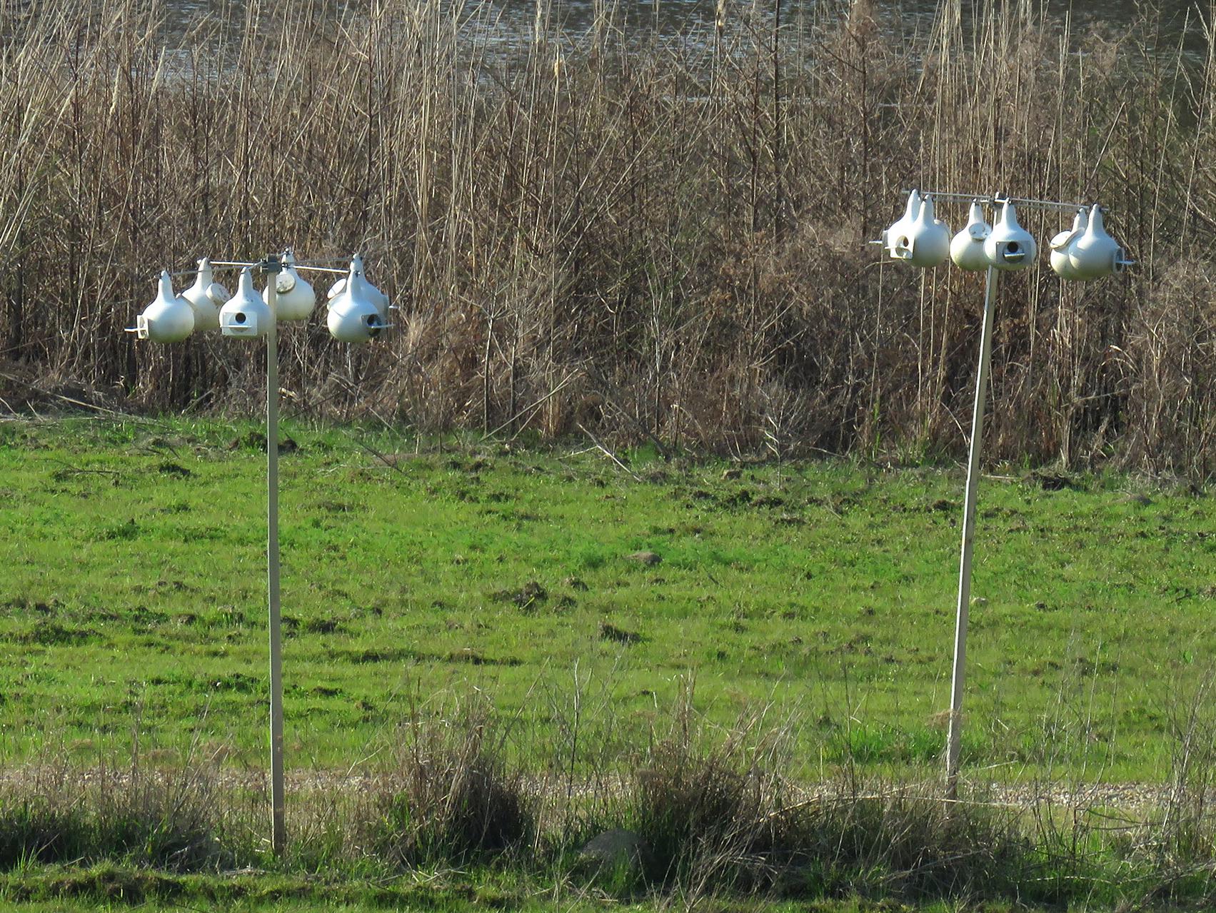 Spring is the best time of the year to hang purple martin houses, such as these found at the Sam D. Hamilton Noxubee National Wildlife Refuge on March 23, 2017. Place houses 15-20 feet in the air on a pole in an open space, preferably near water. These birds will be happy to help reduce the mosquito population from the area. (Submitted photo by Vicki Maples)