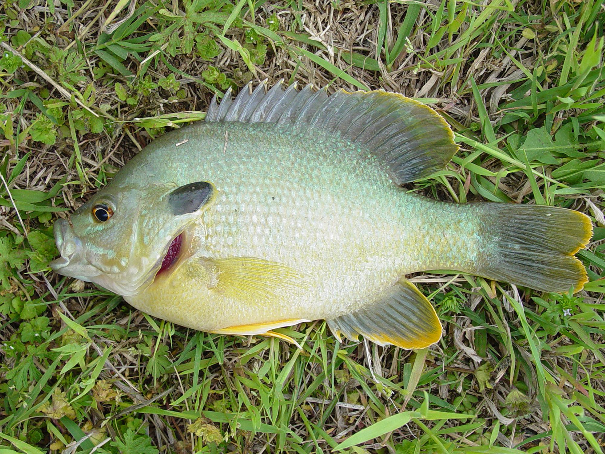 Hybrid sunfish, sometimes called hybrid bream, are good options for small ponds because they grow quickly, especially when fed, and they are easy to catch. (Photo by MSU Extension Service/Wes Neal)