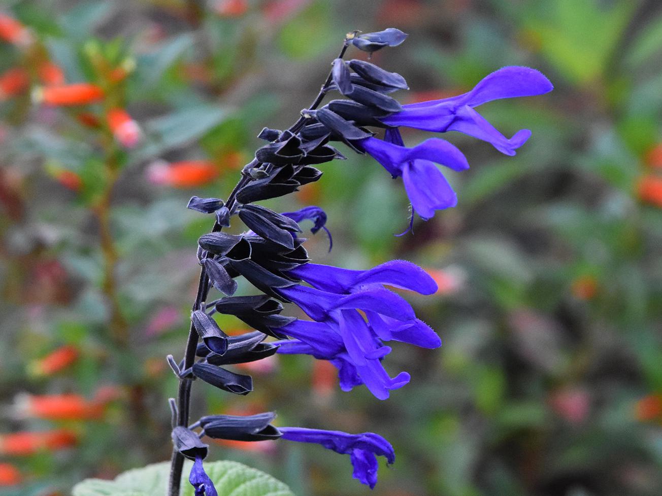 The Black and Bloom salvia is one of the first summer perennials to start blooming. This tough plant survives and thrives in hot summers. (Photo by MSU Extension/Gary Bachman)