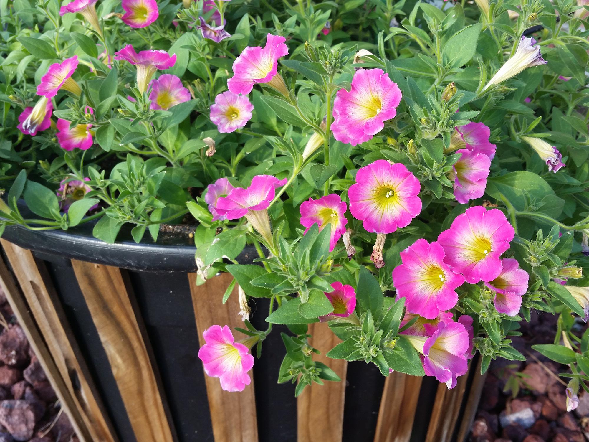 These Daybreak Charm Supertunias are thriving in a basic, 25-gallon container that has been dressed up with vertical wooden slats. (Photo by MSU Extension/Gary Bachman)