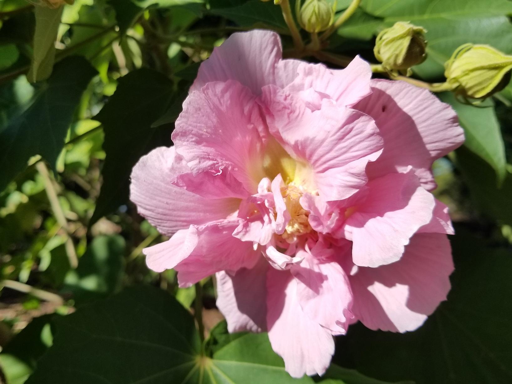 Confederate rose is an heirloom plant that blooms prolifically in late summer and fall.