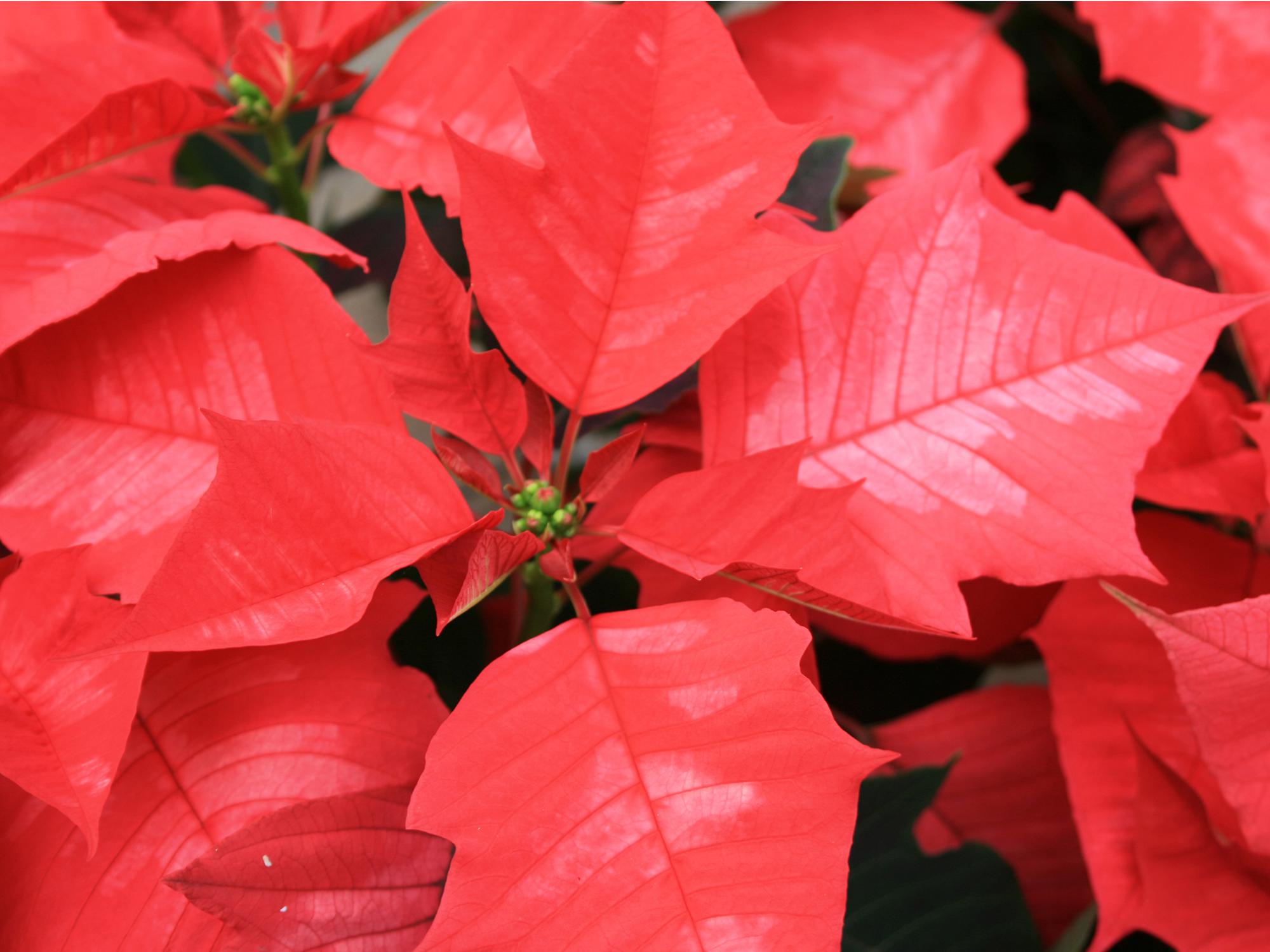 red poinsettias