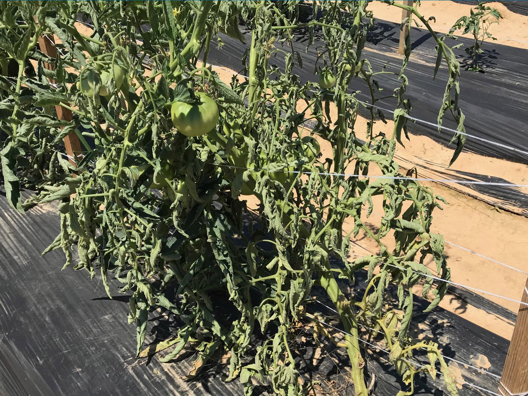 The leaves of green tomato plants droop on the plants