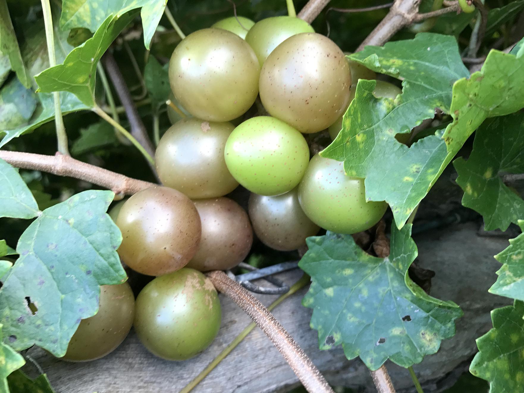 Muscadines of various shades are bunched on the vine.