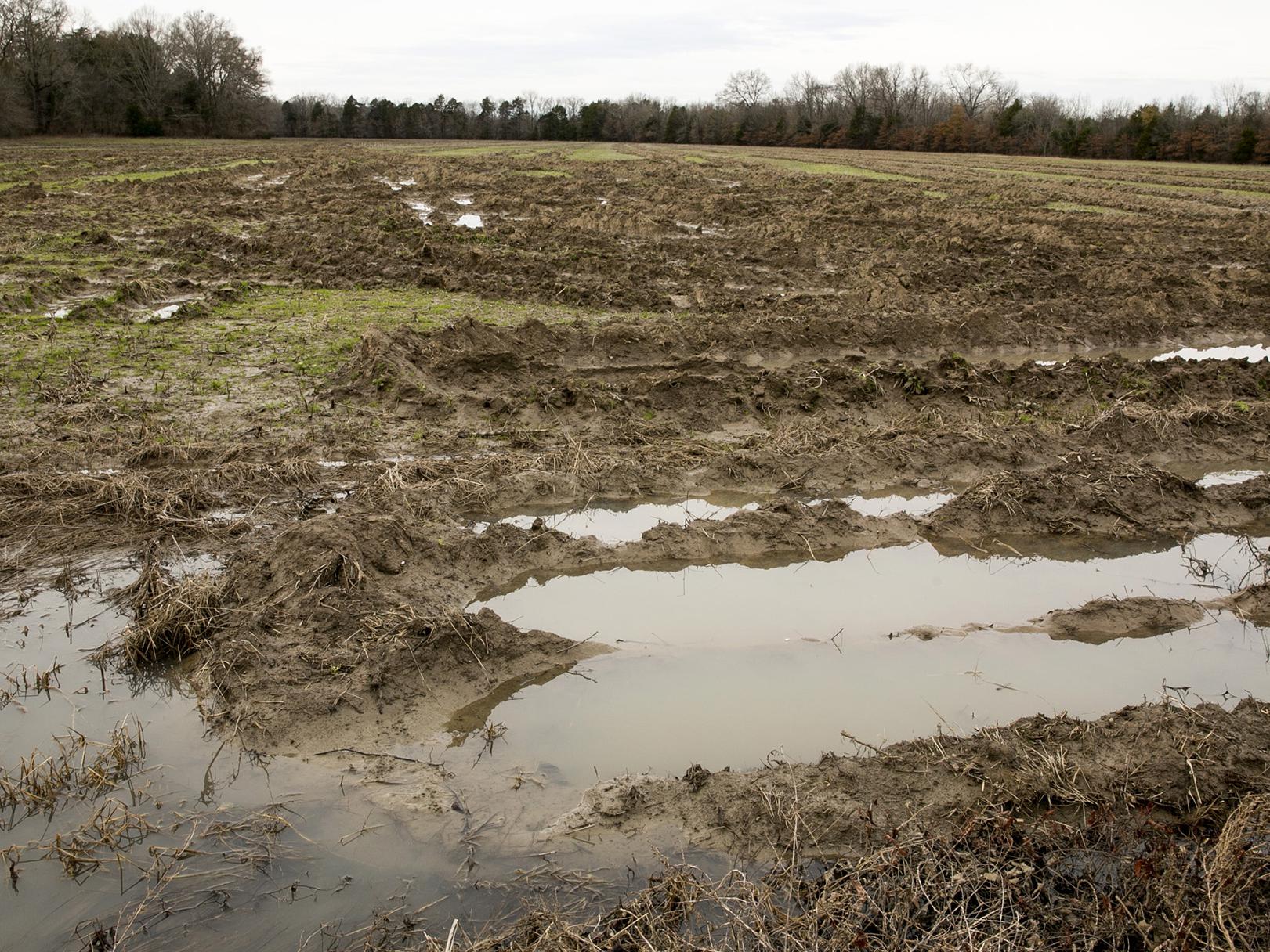 Harvested field with large tire ruts holding water.