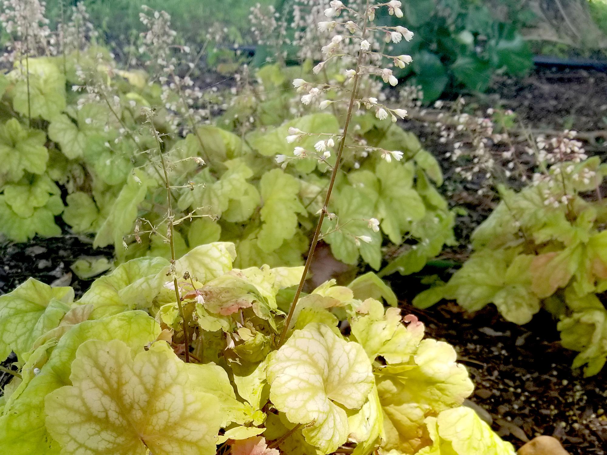 Sunlight reaches a portion of mostly shaded light green foliage.