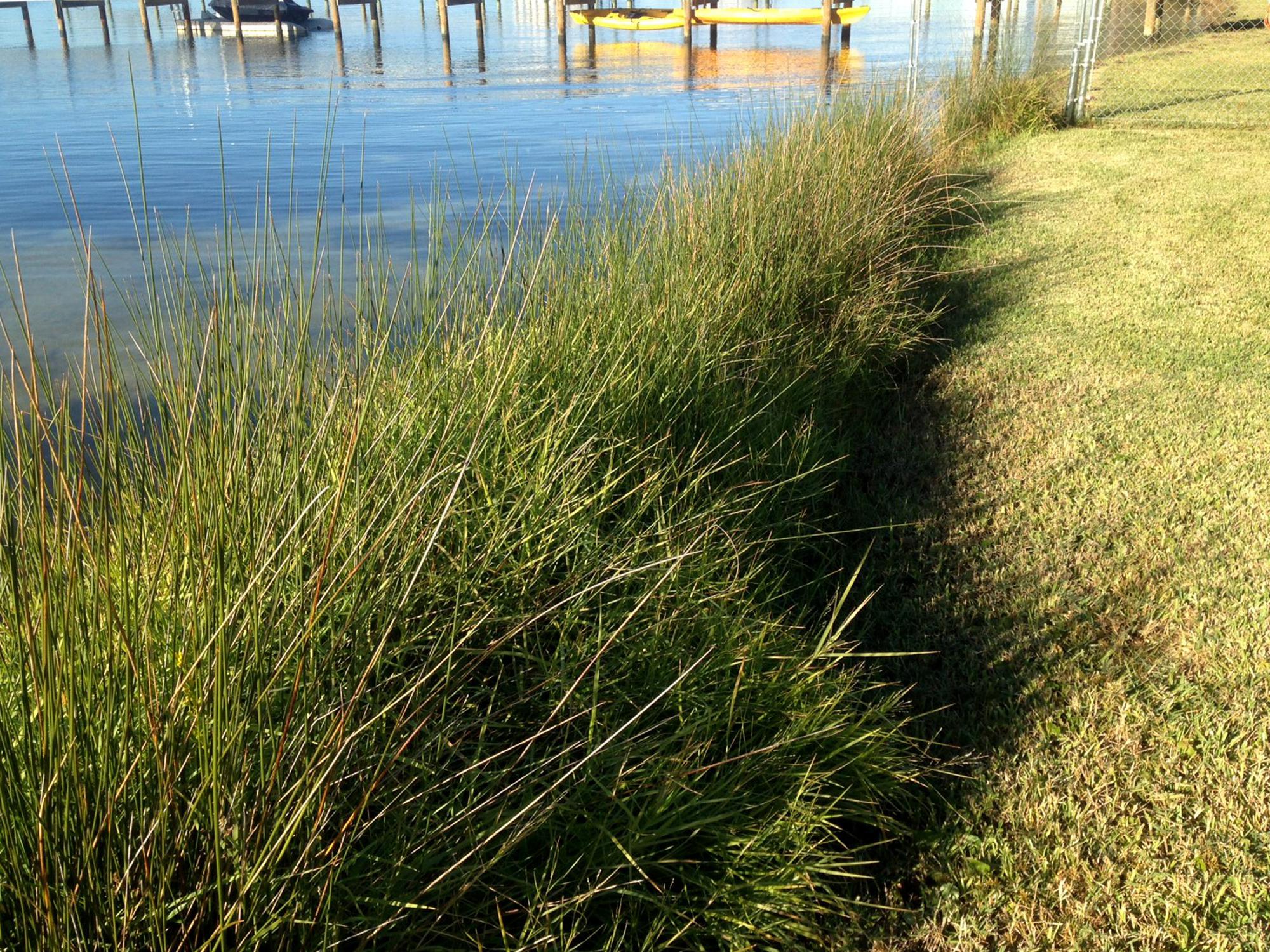 Tall grass grows between a calm body of water and low-cut grass with a wooden pier in the background.