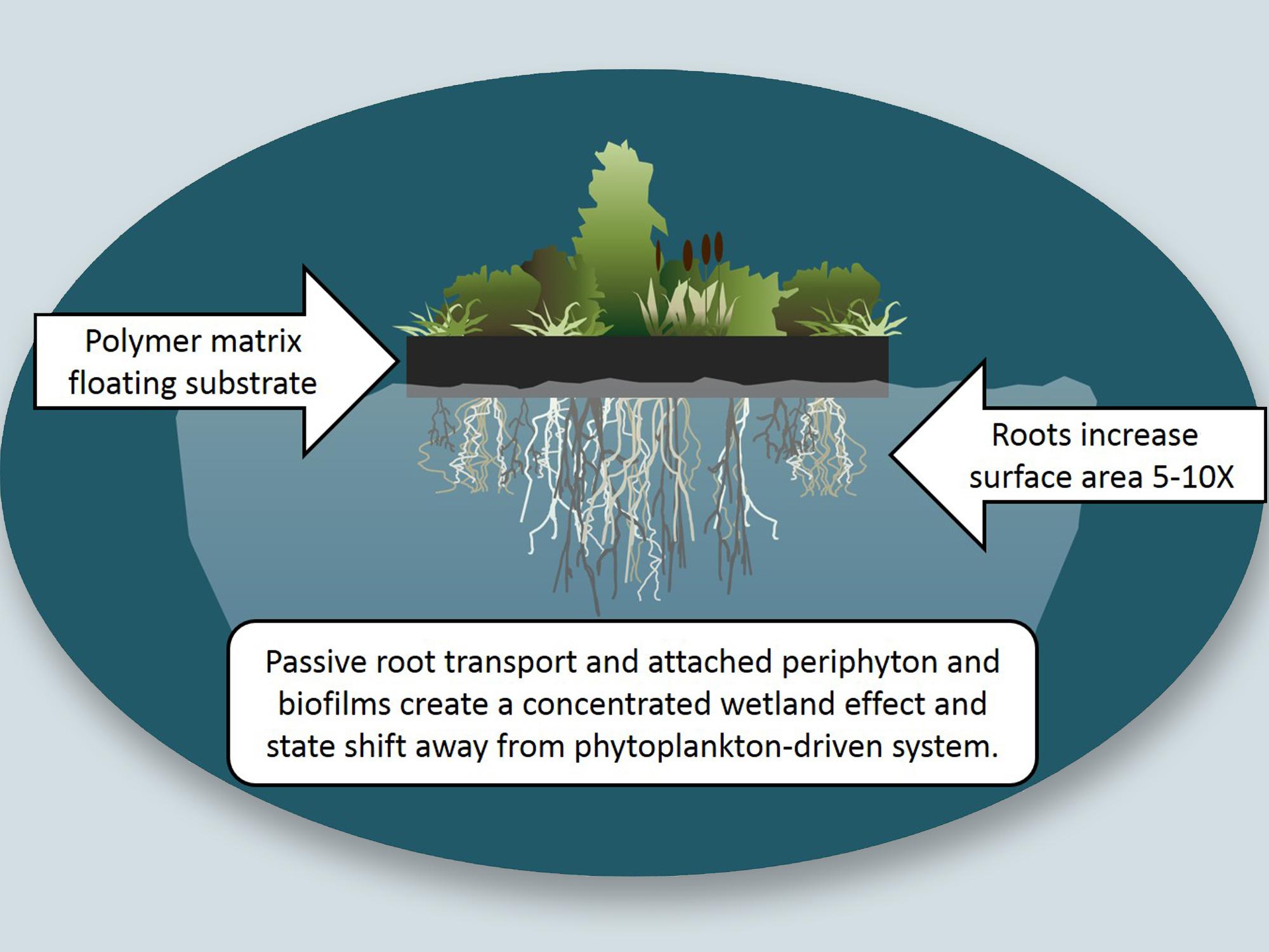 Illustration shows plants growing above water’s surface with root system below.