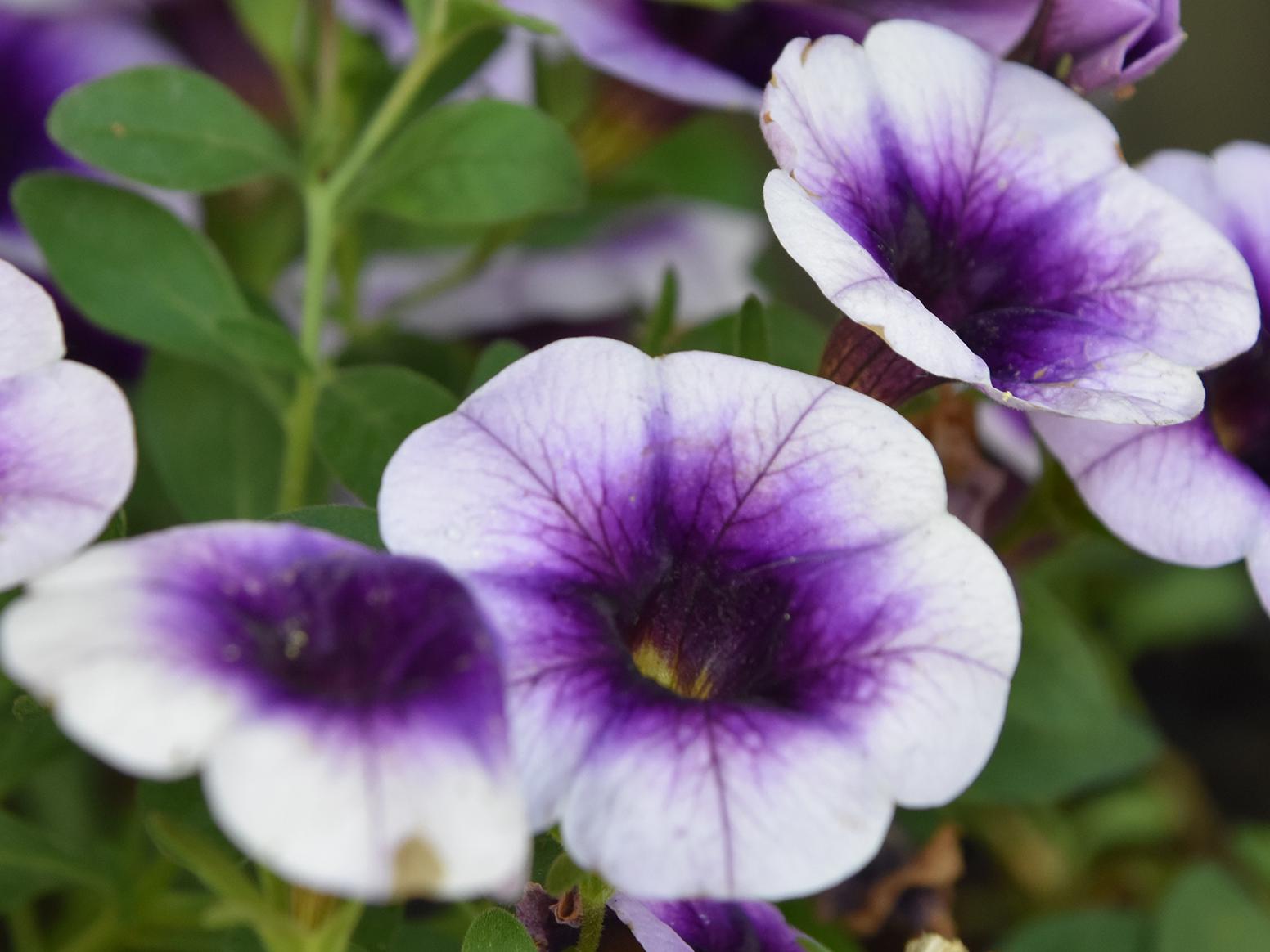 White flowers with deep purple centers  lie above green leaves.