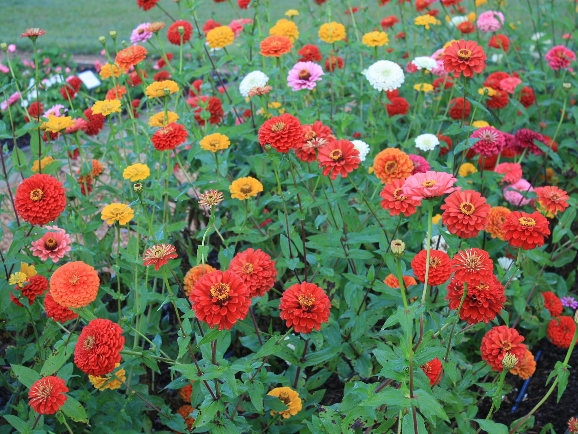 Dozens of red, yellow and white flowers grow on long stems.