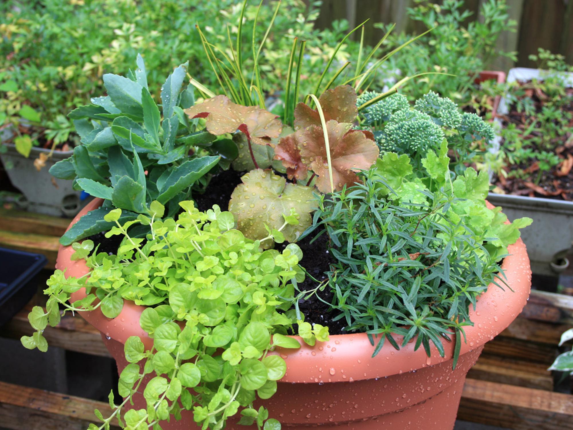 A brown, plastic container is filled with a variety of plants in varying shades of green. Some grasses stand above the other plants. Other foliage drapes over the sides.