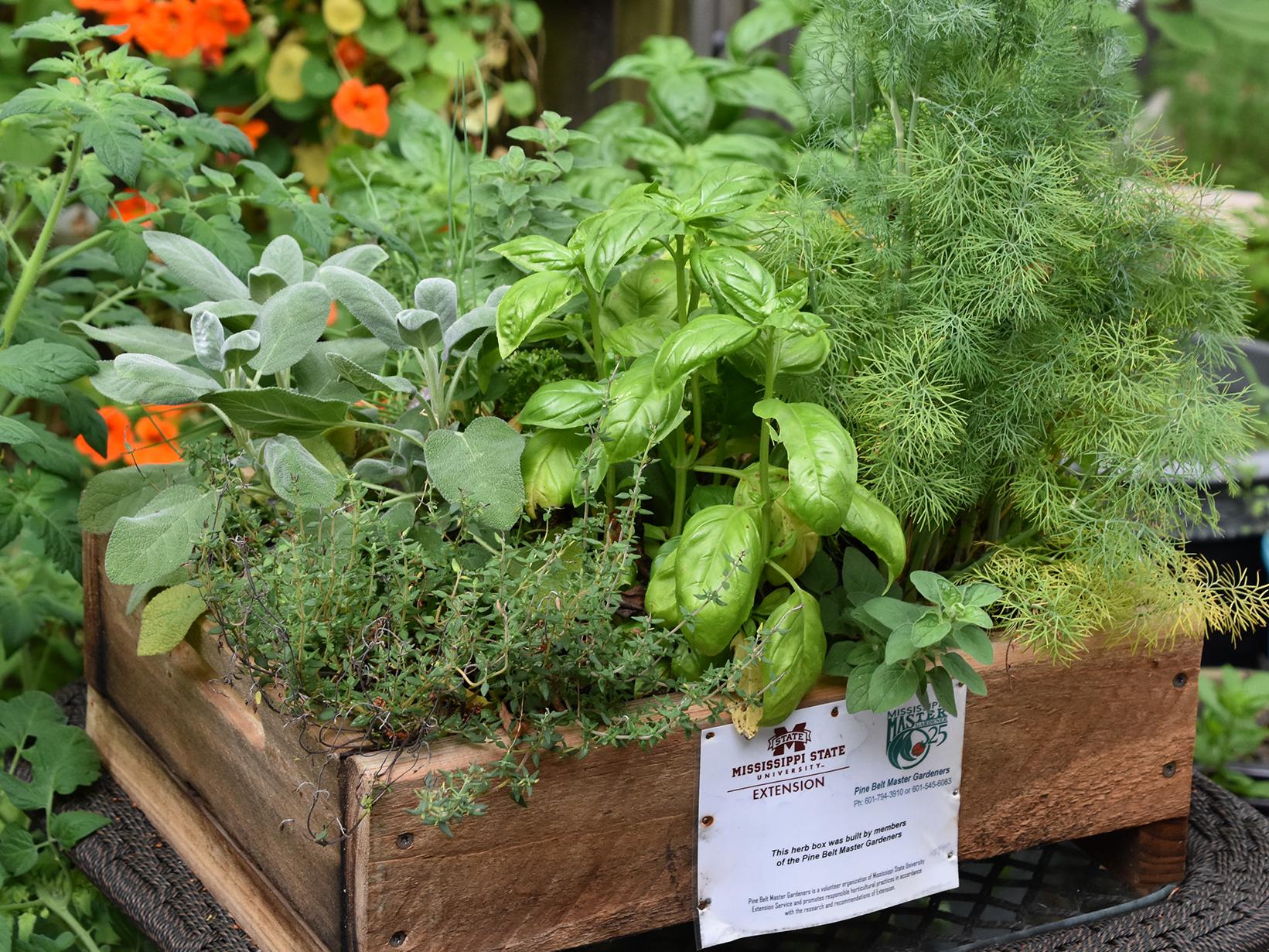 A rough-hewn, low-sided wooden box filled with four different kinds of green plants rests on a small table in front of a variety of other plants in plastic containers.